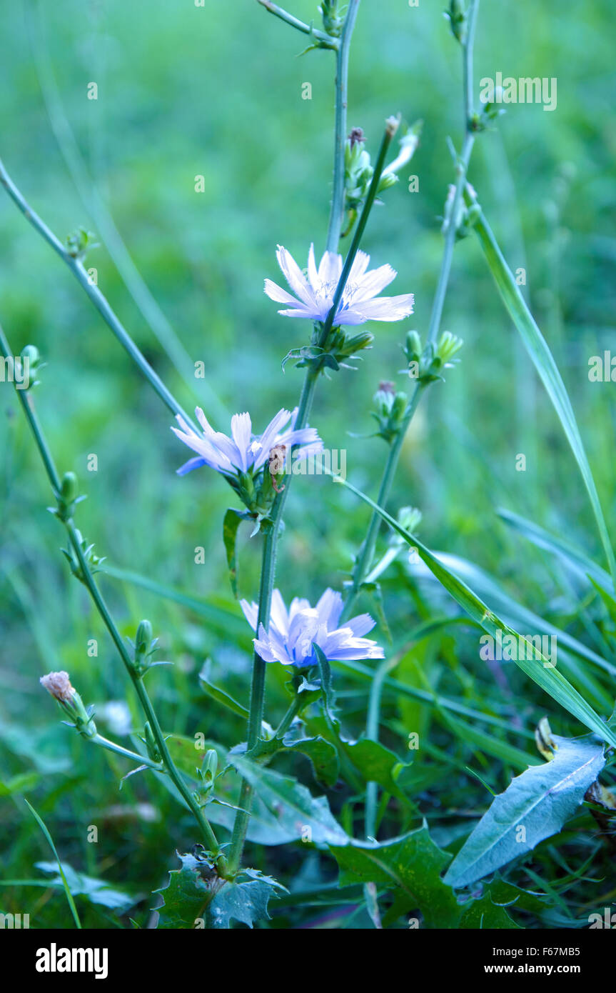 Blaues Gänseblümchen Stockfoto