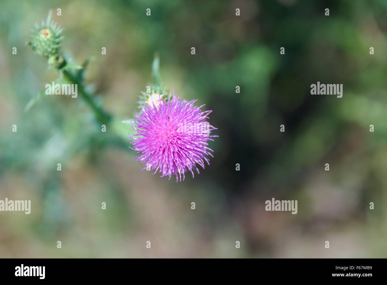 Distel Blume Stockfoto