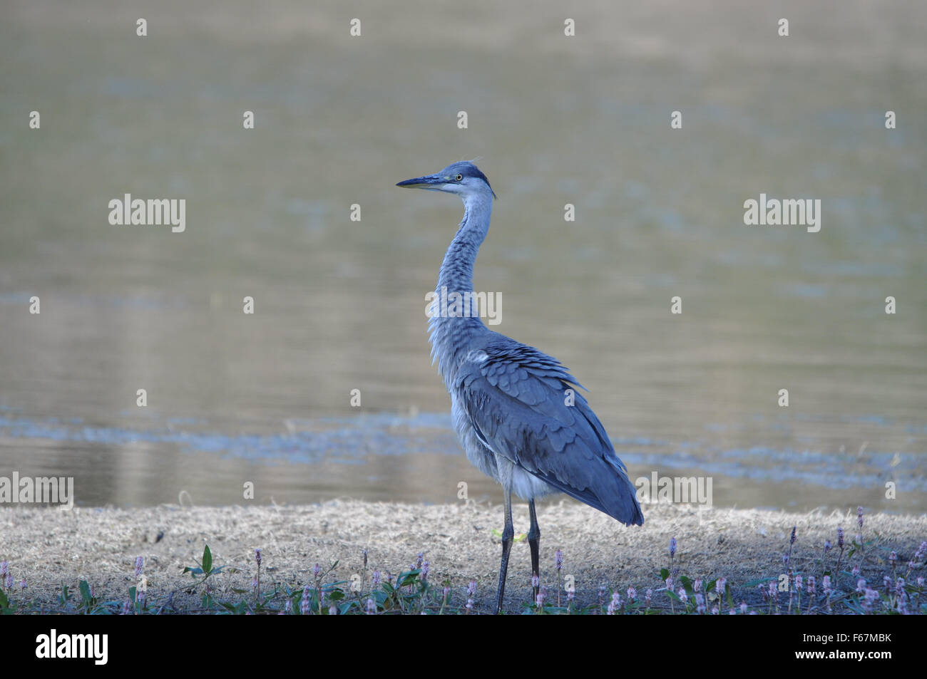 Graureiher Stockfoto