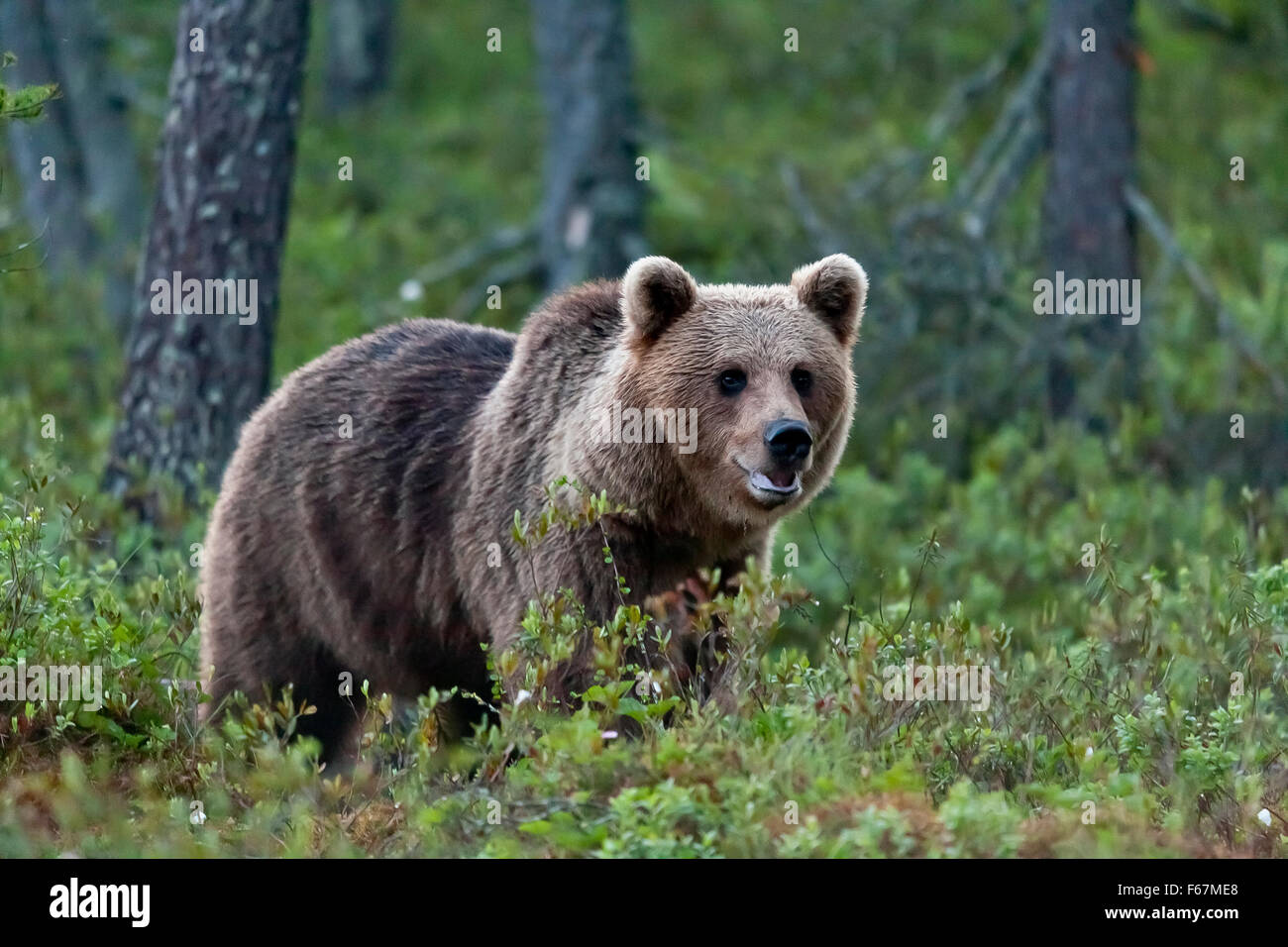 Braunbär (Ursus Arctos) in der finnischen Taiga, Kainuu, Nord Karelien, Finnland Stockfoto