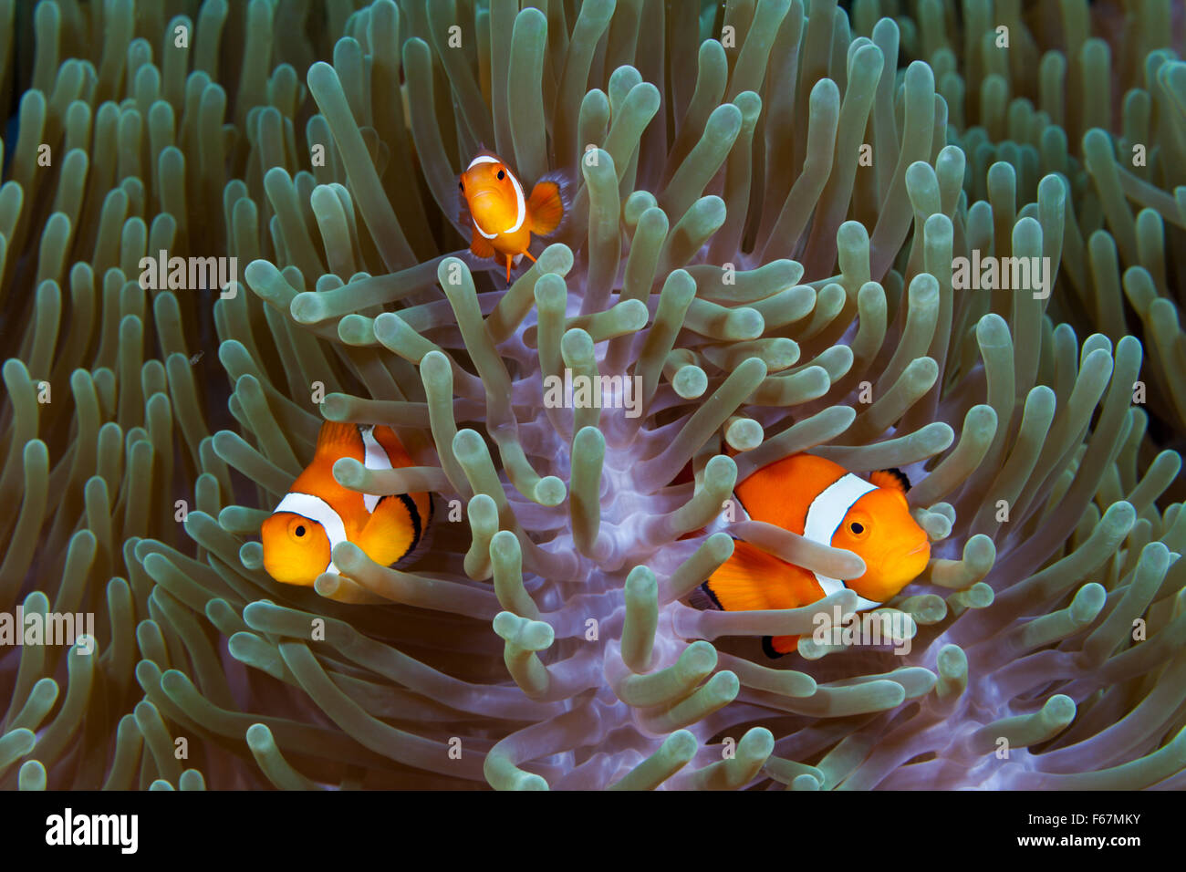 Clown Anemonefishes, Amphiprion Ocellaris, Komodo National Park, Indonesien Stockfoto