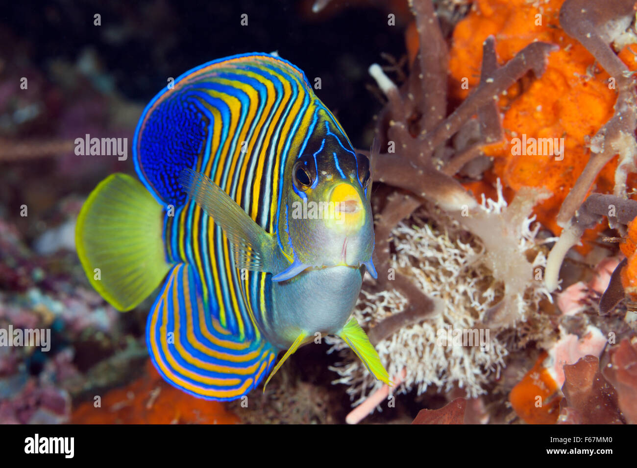 Königliche Kaiserfisch Pygoplites Diacanthus, Komodo National Park, Indonesien Stockfoto