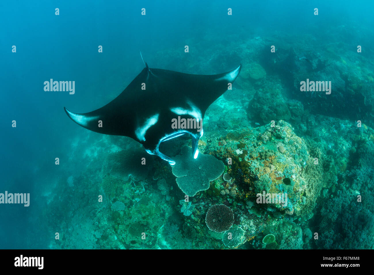 Riff Manta, Manta Alfredi, Komodo National Park, Indonesien Stockfoto