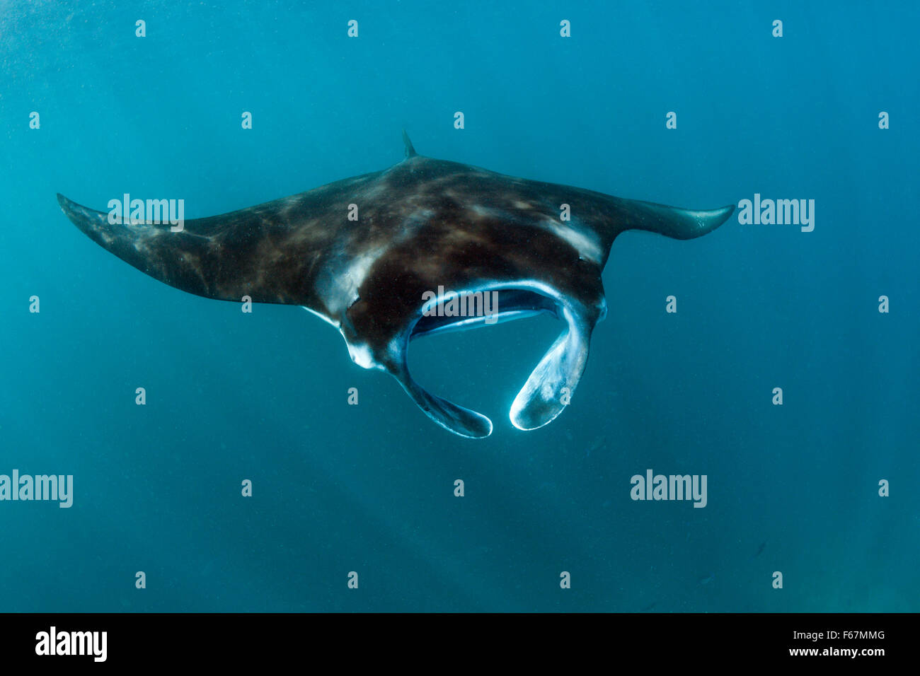 Riff Manta, Manta Alfredi, Komodo National Park, Indonesien Stockfoto