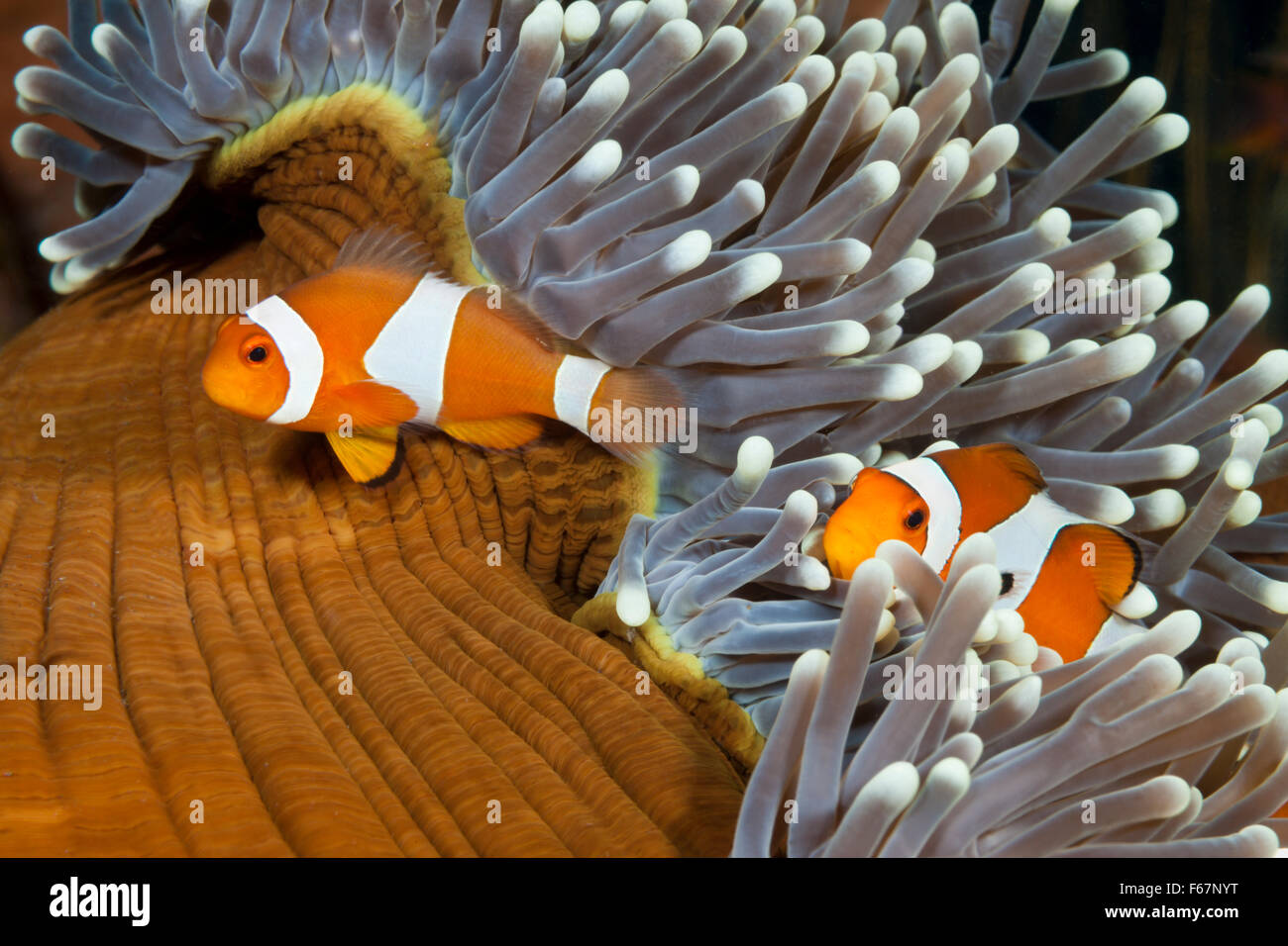 Clown Anemonefishes, Amphiprion Ocellaris, Bali, Indonesien Stockfoto
