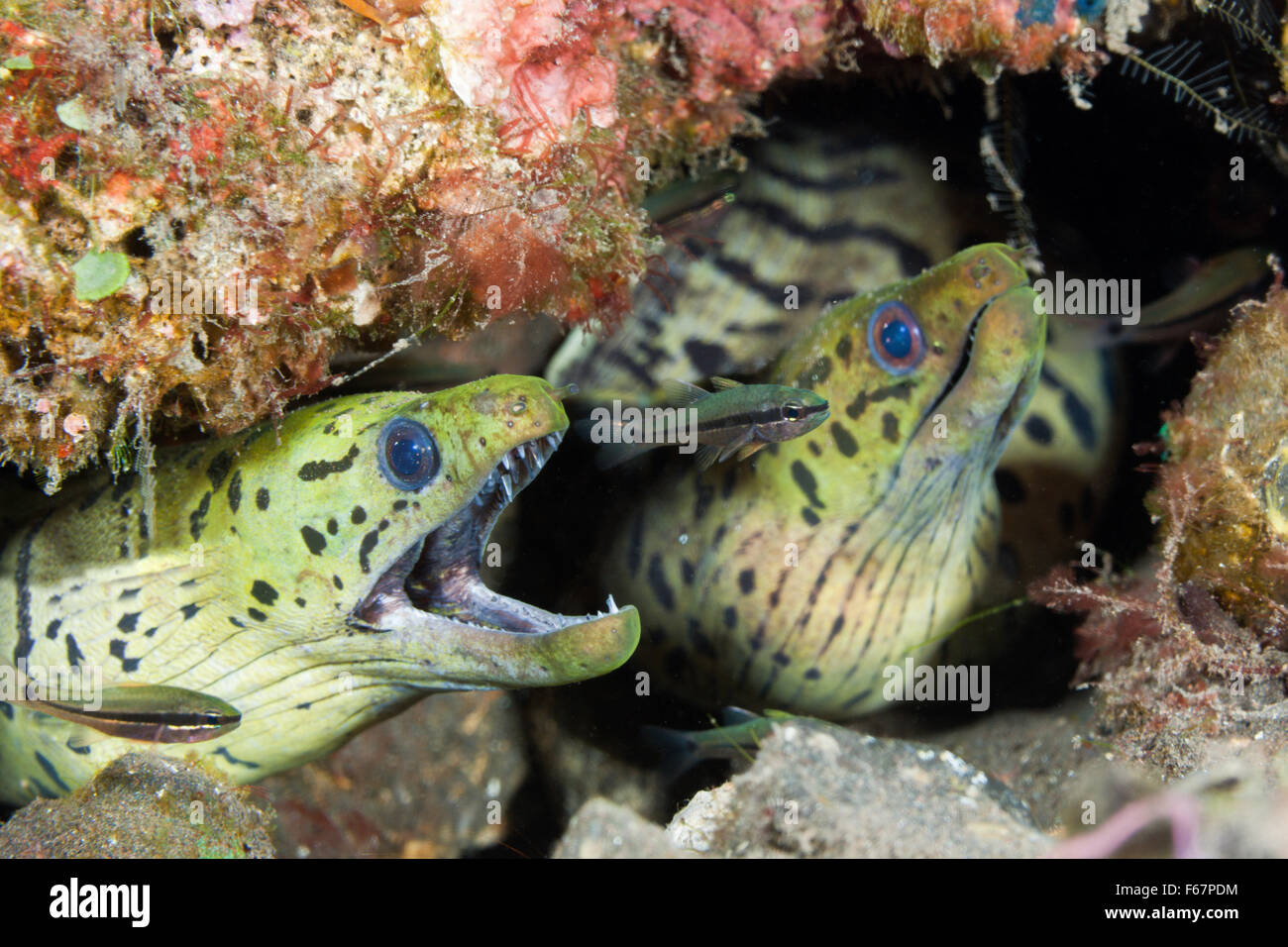 Paar gefransten Muräne Gymnothorax Fimbriatus, Bali, Indonesien Stockfoto