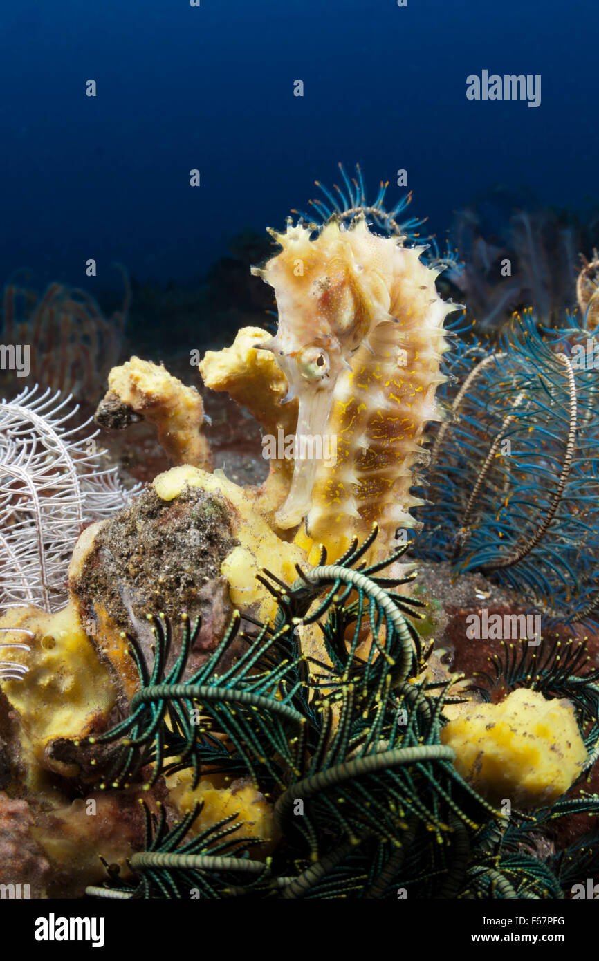 Dornige Seepferdchen, Hippocampus Histrix, Bali, Indonesien Stockfoto