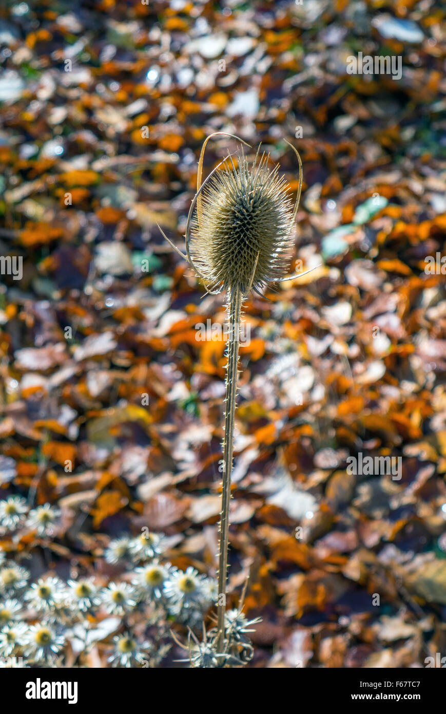 Einsame Karde (Dipsacus Fullonum) im Herbst Sonnenlicht Stockfoto