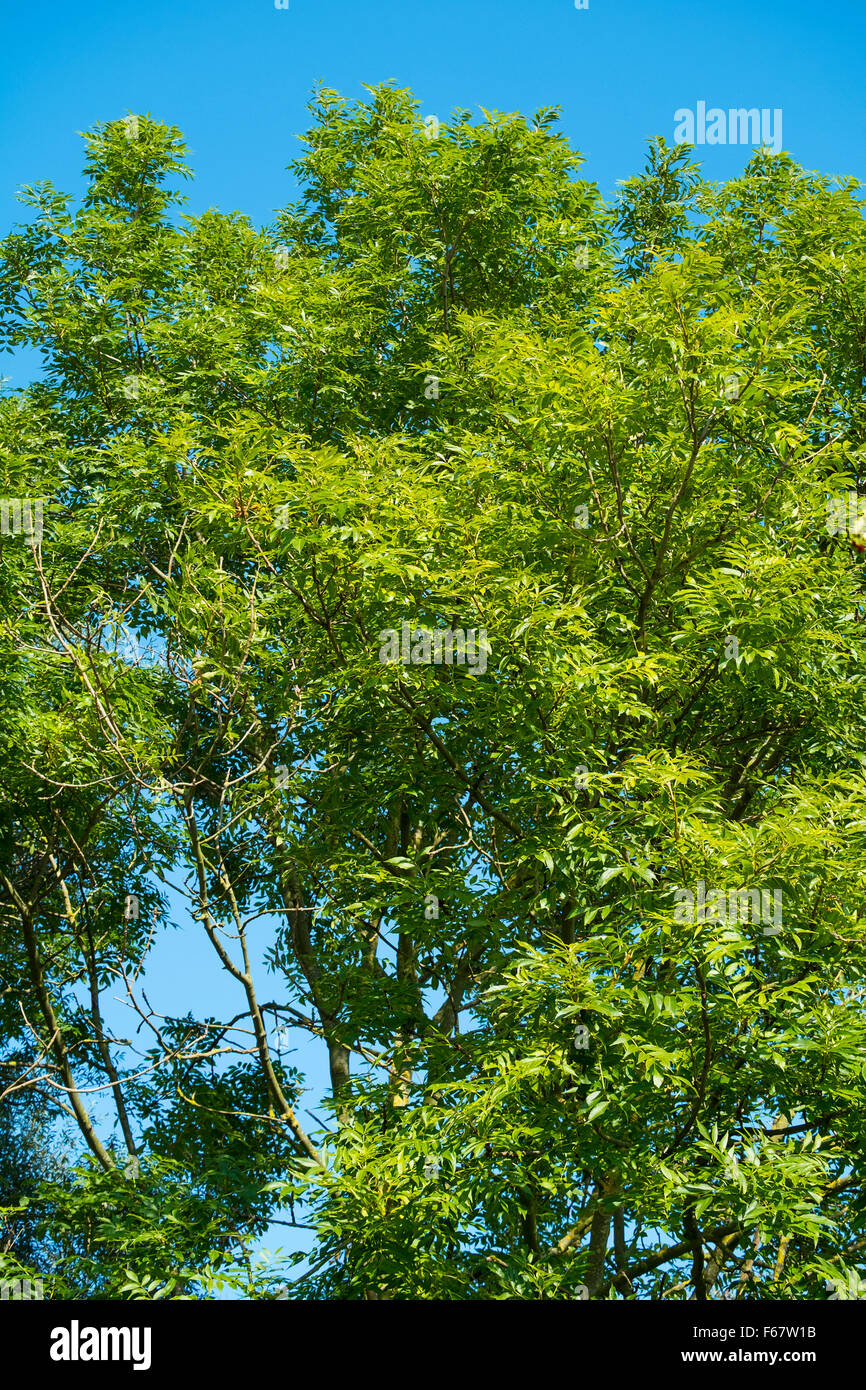 Baum mit grünen Blättern vor blauem Himmel Stockfoto