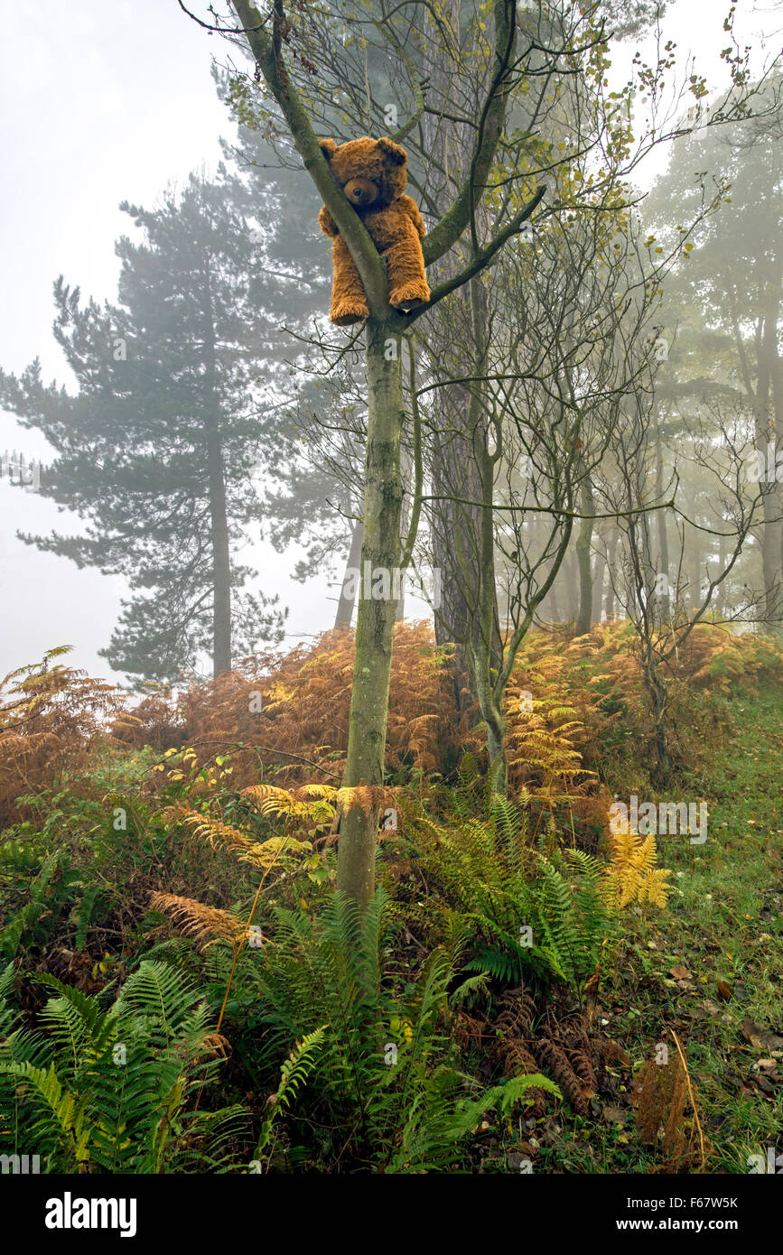 Ein Kind Teddybär fest auf einen Baum auf dem Dalmeny Anwesen an einem nebligen Herbsttag in der Nähe von Edinburgh, Scotland, UK Stockfoto