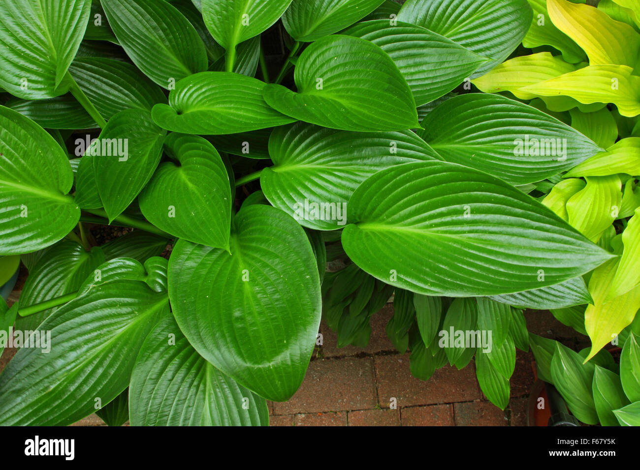 Schöne reiche grüne Blätter einer 'Devon Green' Hosta Pflanze zeigt die feine Riffelung der Blätter. Stockfoto