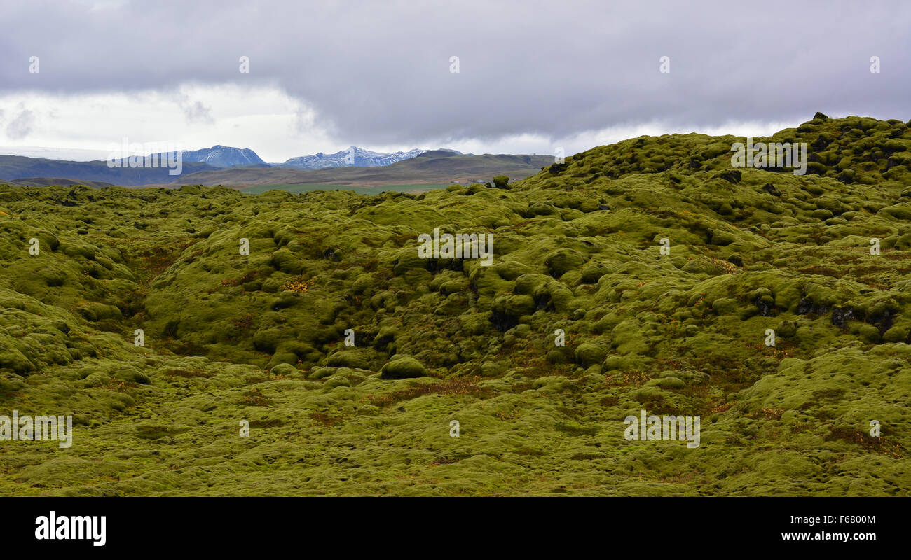 Markante Moos bedeckt Lava, Südisland Stockfoto