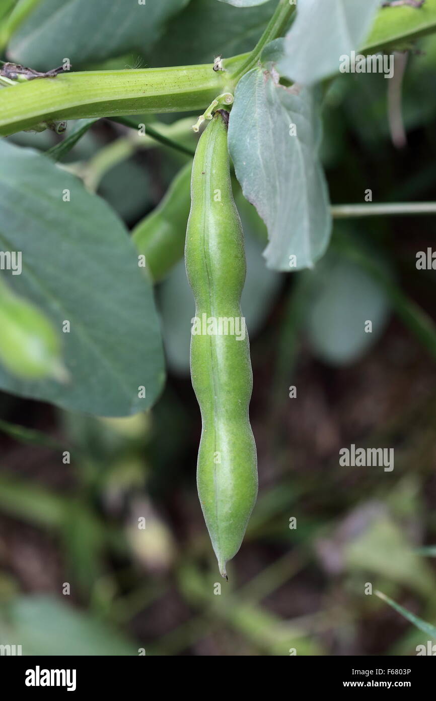 Grüne Bohnen oder Saubohnen Pflanze Stockfoto