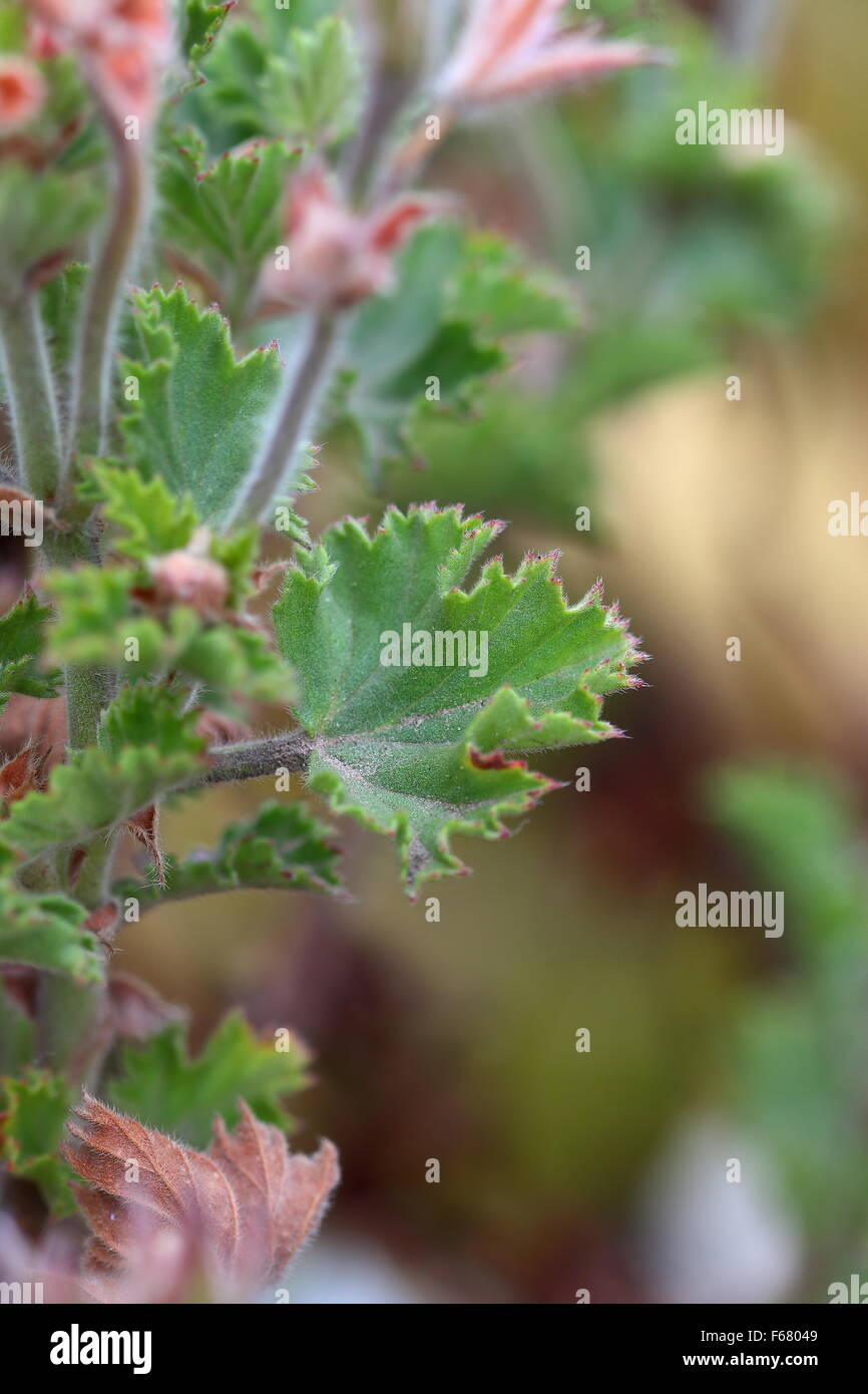 Nahaufnahme von Pelargonium Citrosum oder bekannt als Mosquito Repellant Pflanze oder Citronella Pflanze Stockfoto