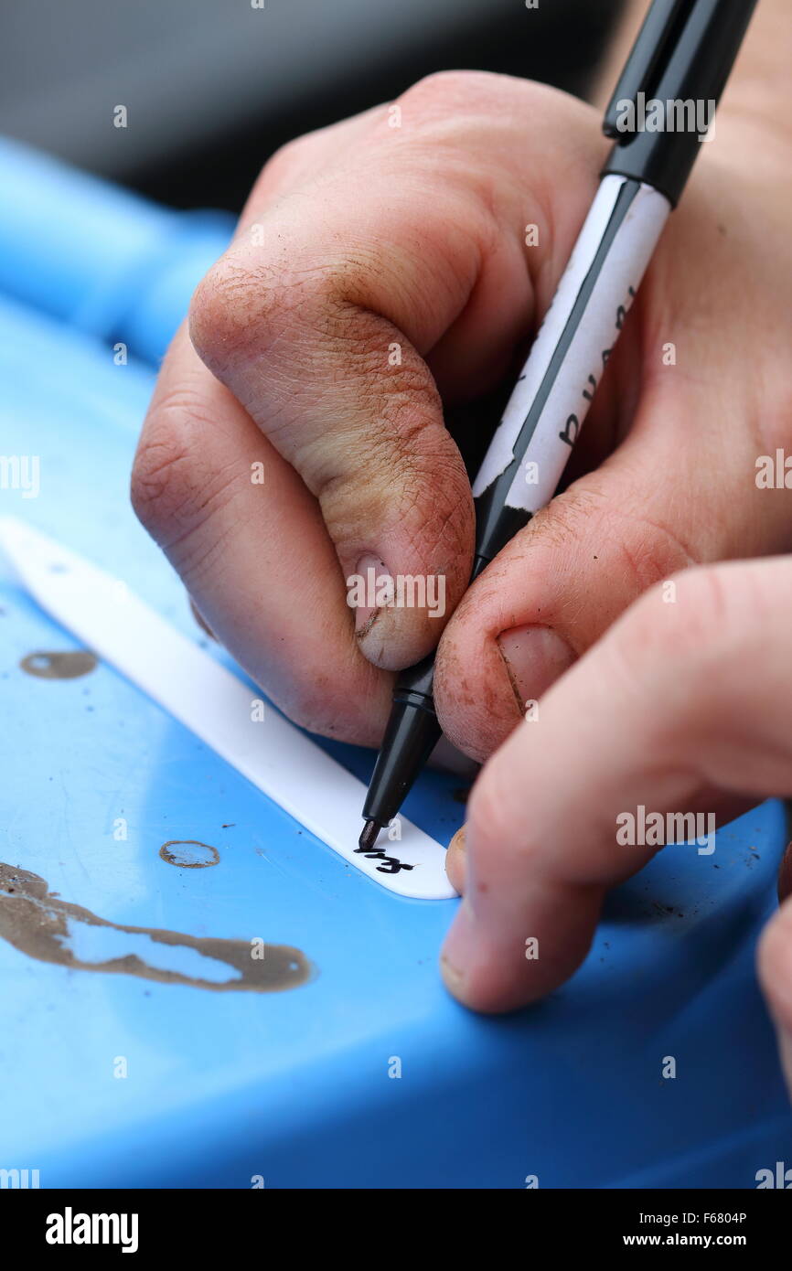 Nahaufnahme von männlichen Hand auf einem Sämling Etikett schreiben Stockfoto