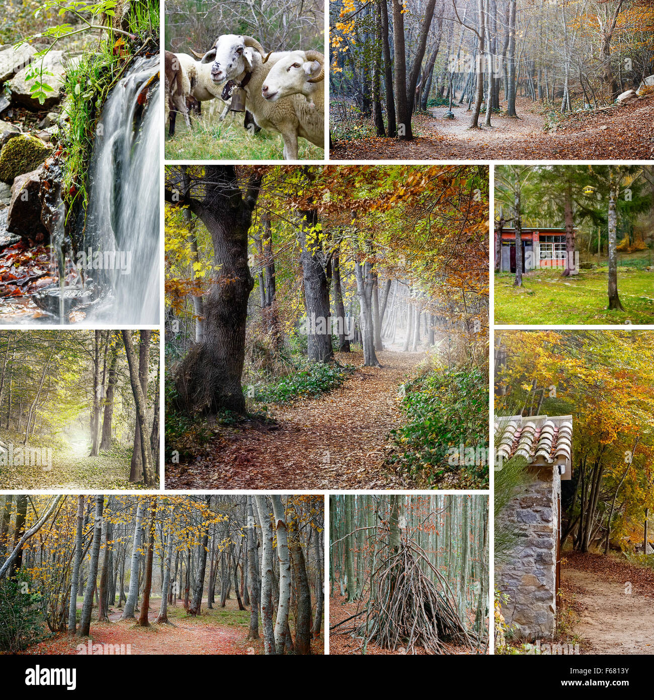 Collage Herbst Wald, Santa Fe del Montseny (Spanien), (mit Fotos von meiner Unterkunft gemacht) Stockfoto