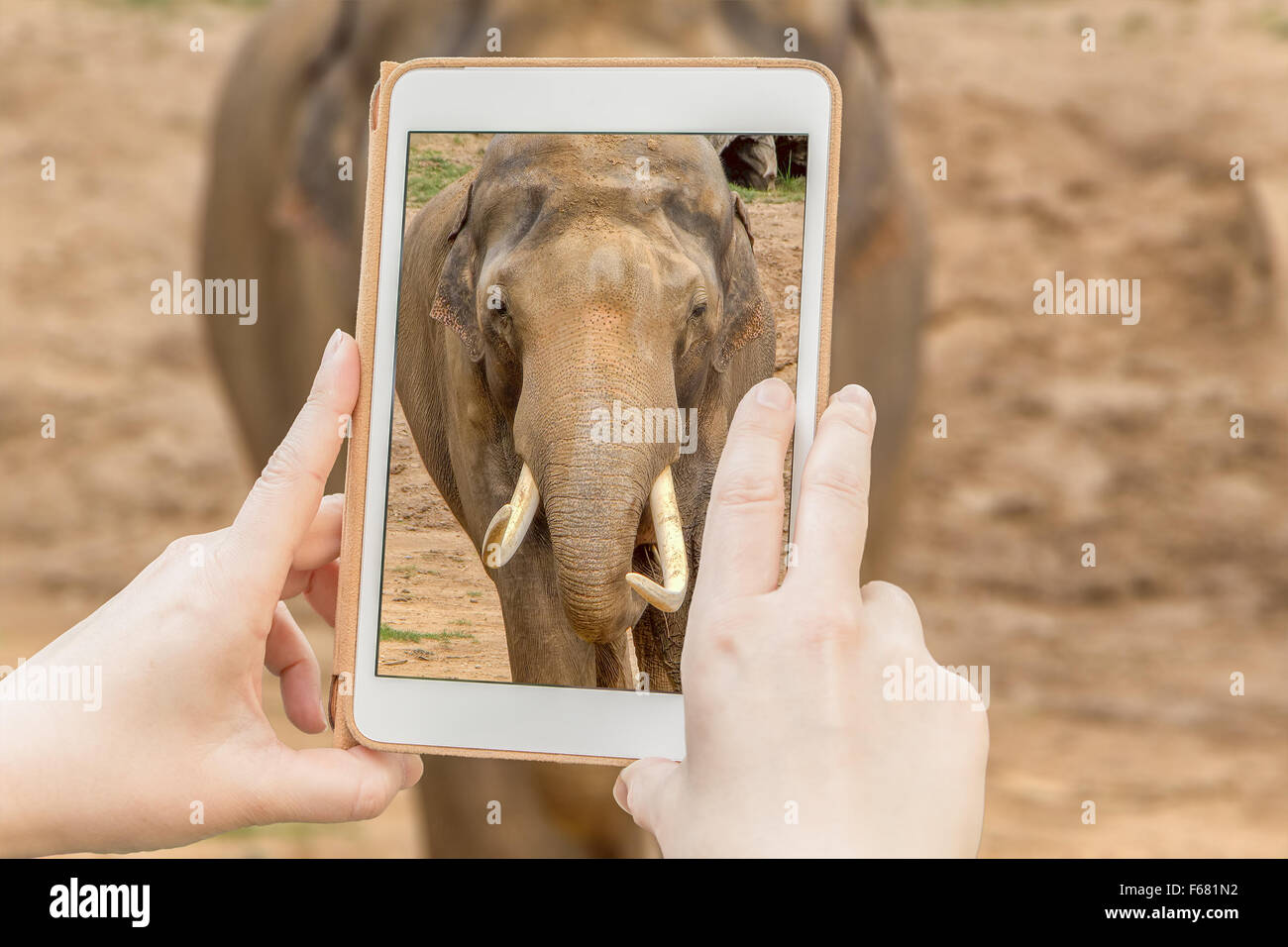 Momentaufnahme des Elefanten mit einer Tablette. Stockfoto
