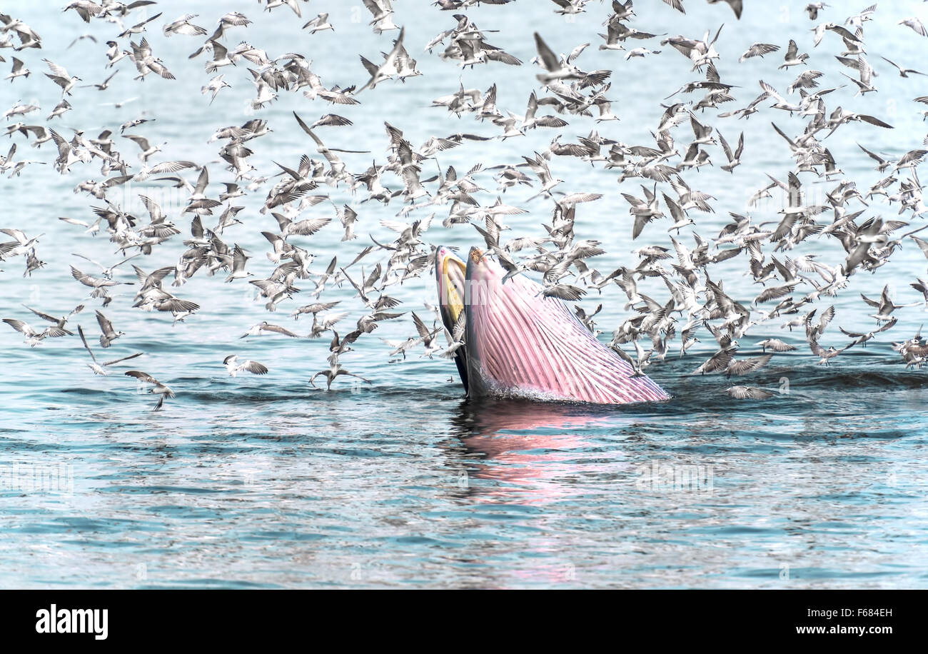 Bryde Wal, Wal Edens Fisch zu Essen in den Golf von Thailand. Während viele Möwen fliegen herum. Stockfoto