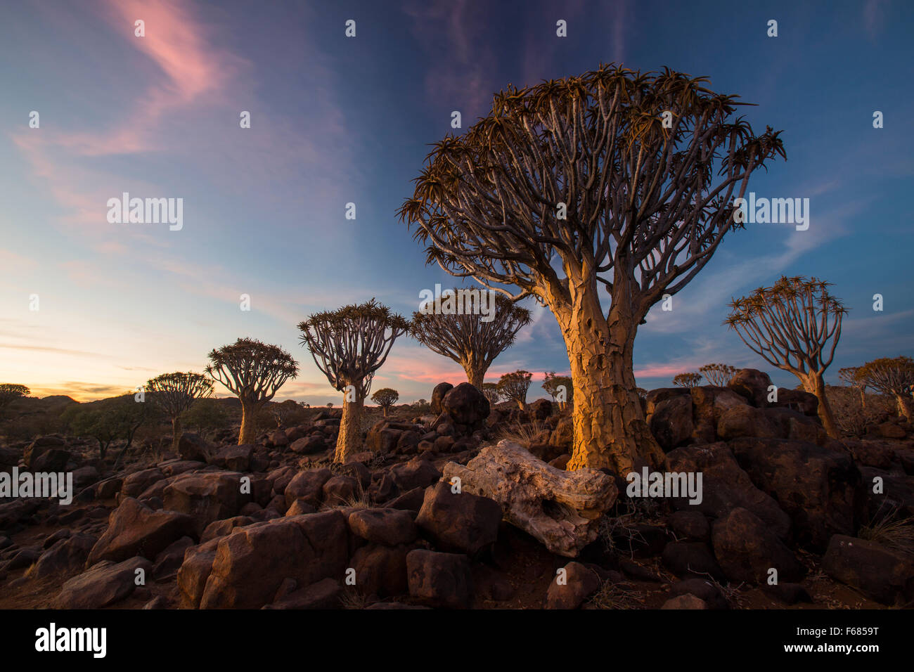 Köcher Tree Forest National Monument bei Sonnenuntergang, Namibia, Afrika Stockfoto