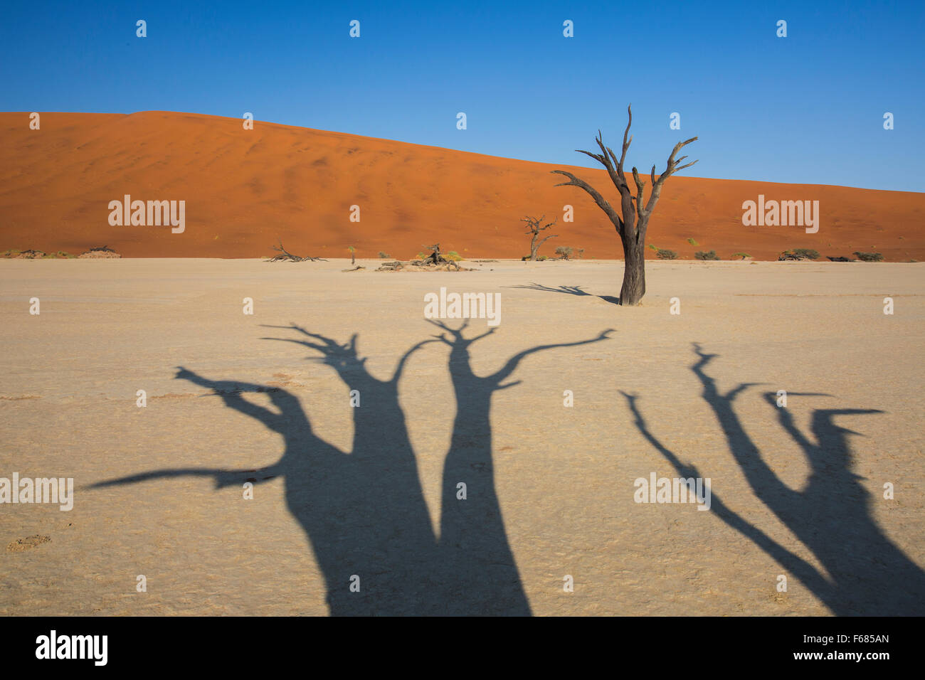 Schatten der ausgetrockneten Kamel-Thorn-Bäume im Deadvlei bei Sonnenaufgang, Namibia, Afrika Stockfoto