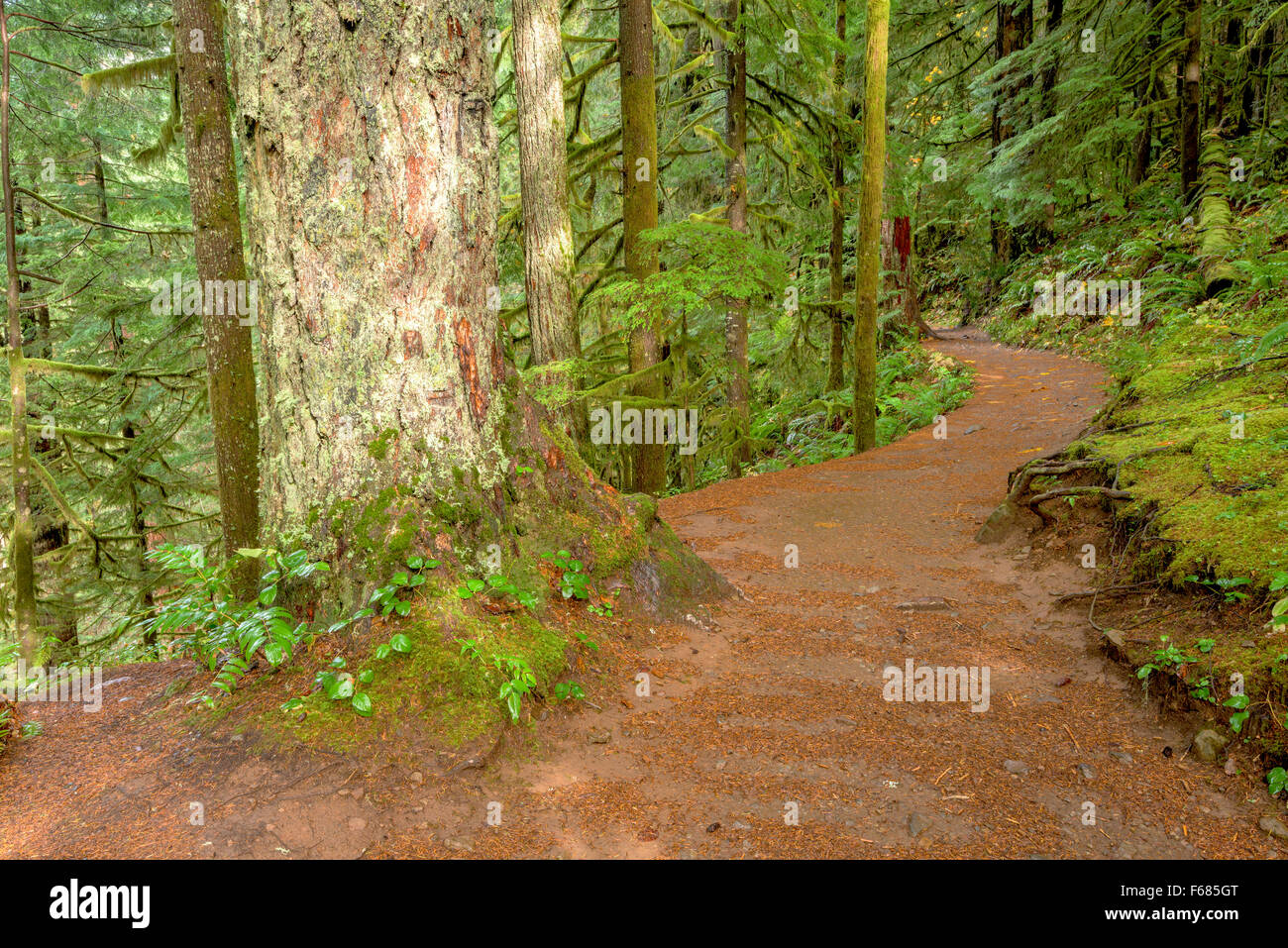 Oregon Trail führt durch majestätische Wald Stockfoto