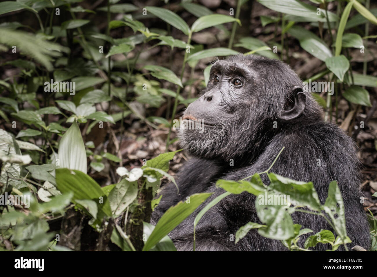 Eine Schimpanse Uganda Nähte um zu Lächeln und schaut in den Dschungel. Stockfoto