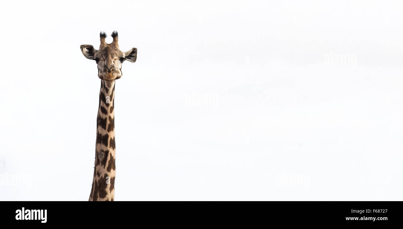 Der Kopf einer lächelnden Giraffe infront von einem weißen afrikanischen Himmel. Stockfoto