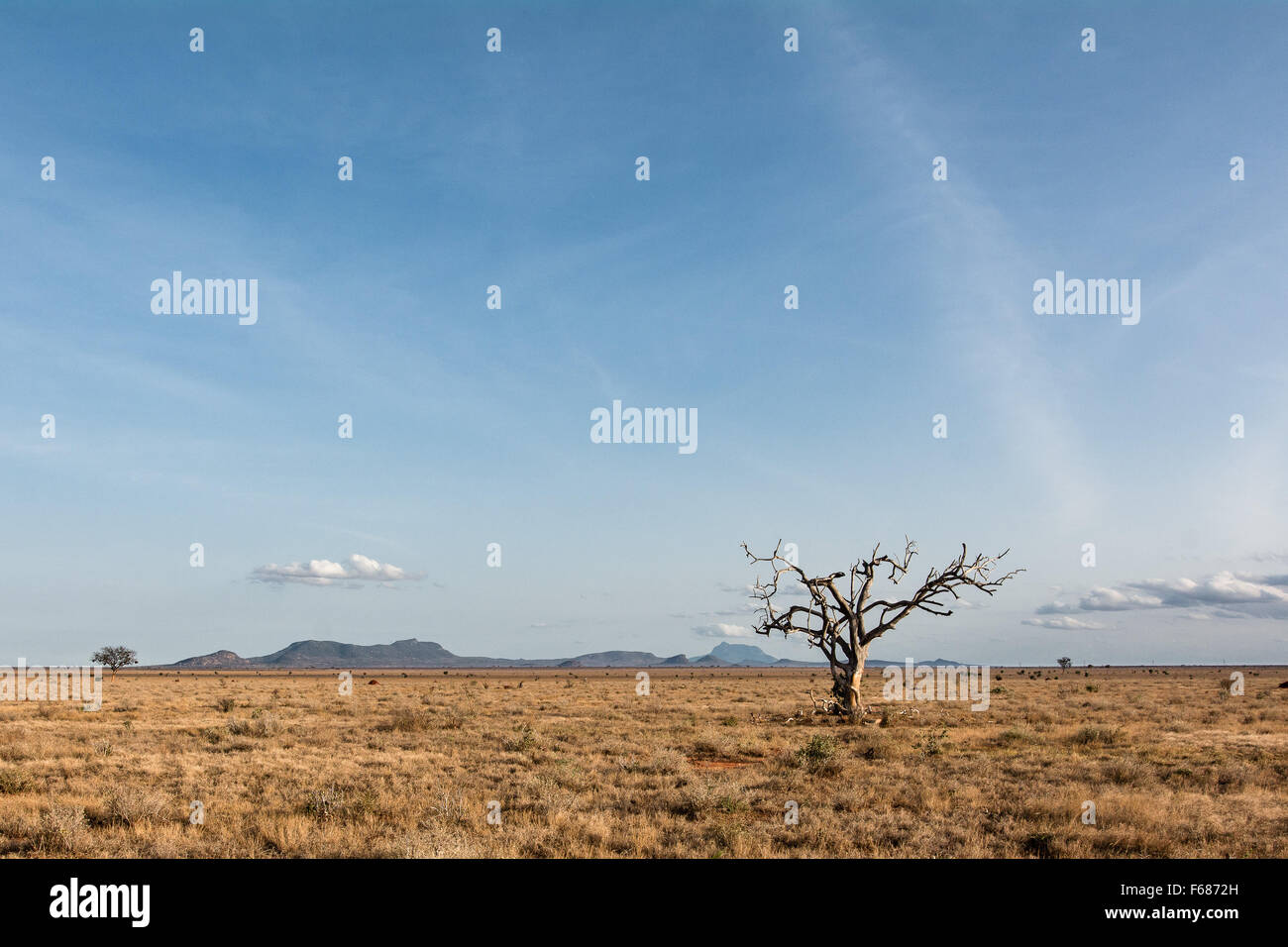 Eine einzelne einsame toter Baum in der afrikanischen Steppe in Tsavo Ost-Kenia. Stockfoto