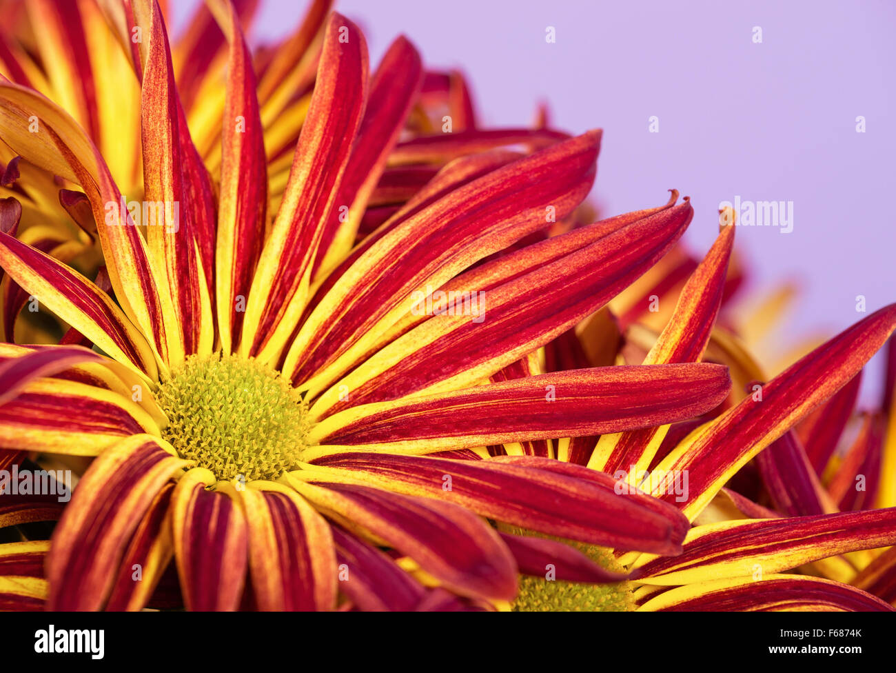 Leuchtend rote gelbe Mama oder Chrysantheme Blumen closeup Stockfoto