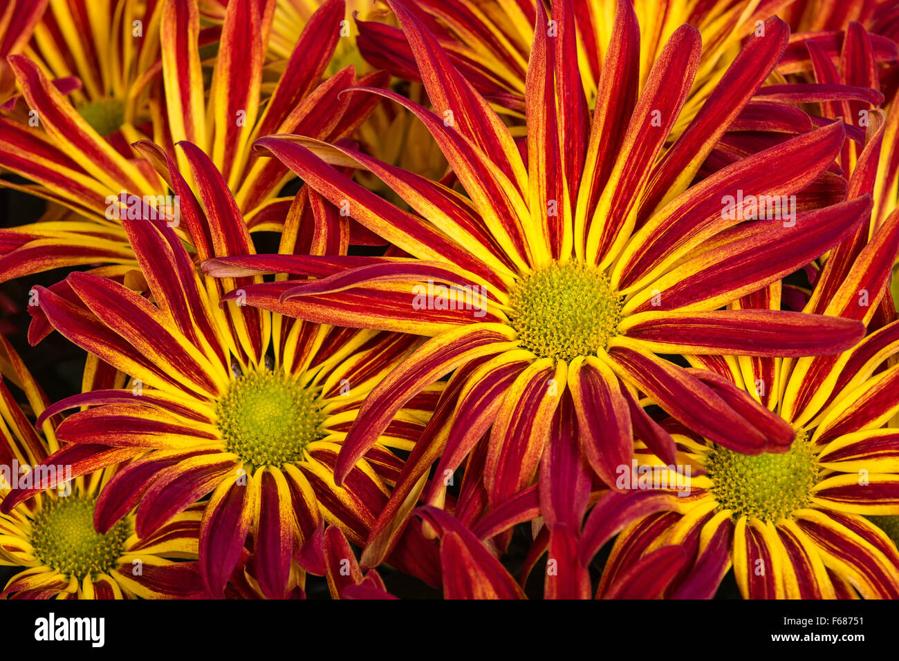 Red yellow mum chrysanthemum flowers Fotos und Bildmaterial in hoher
