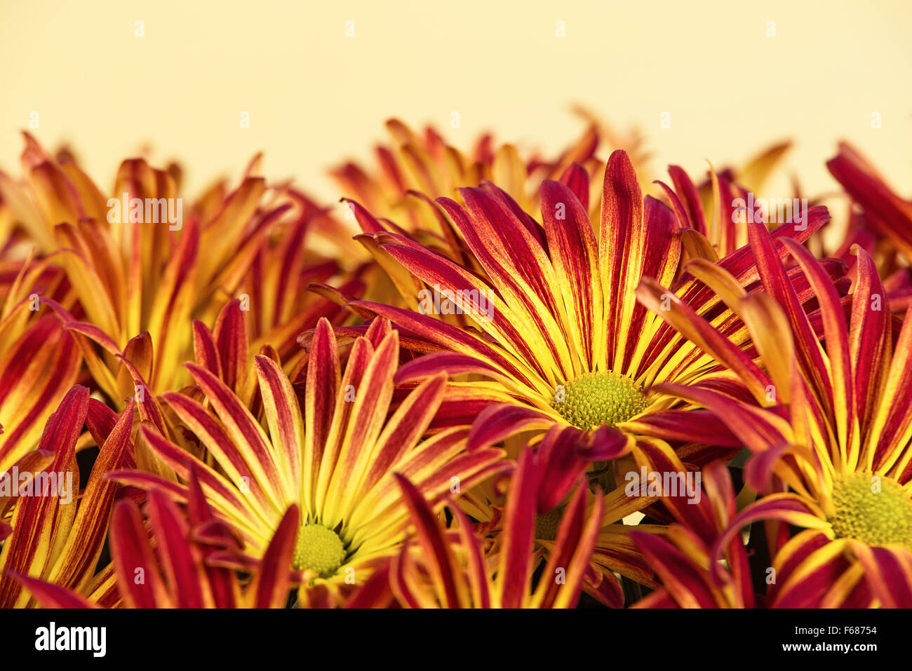 Leuchtend rote gelbe Mama oder Chrysanthemen Blüten Stockfoto