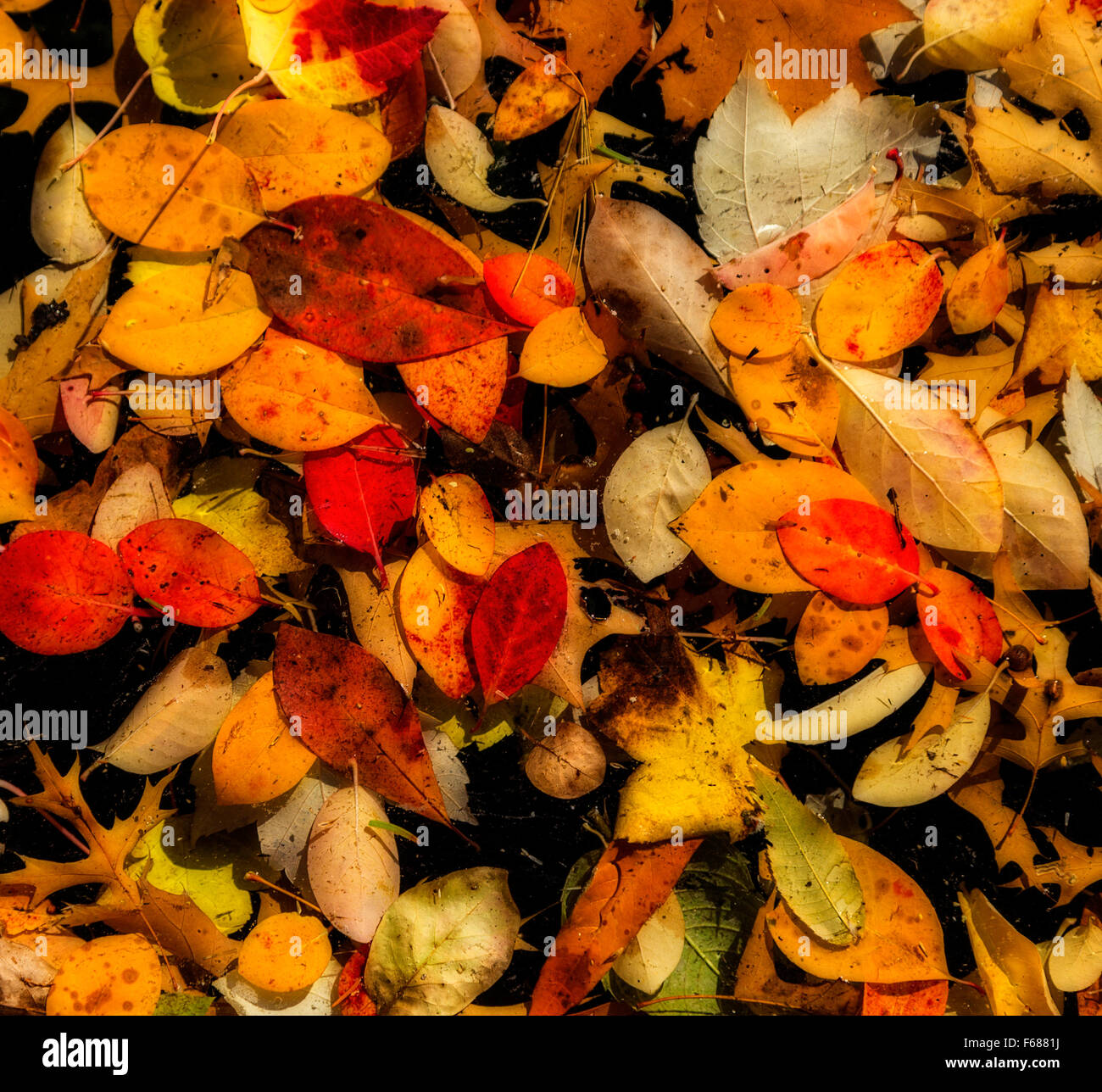 Zufallsmuster aus bunten Herbstblättern schwimmen in einer Lache des Wassers. Schwarzer Hintergrund. Airbrush-Filter-Effekt angewendet. Stockfoto
