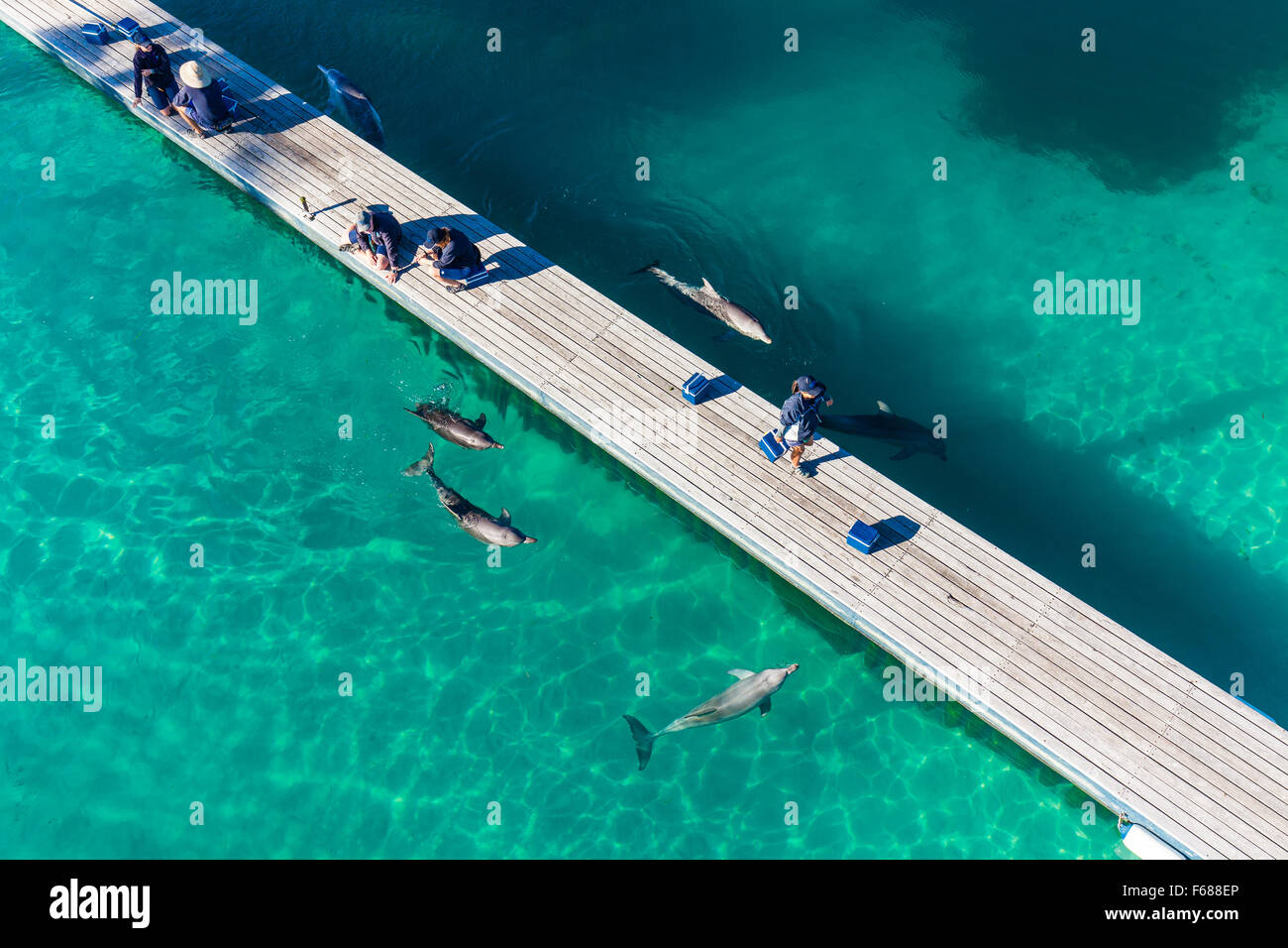 GOLD COAST, Australien - 21. Juni 2015 Delfin in ihrem Gehege im Seaworld Interaktion mit Menschen. Stockfoto