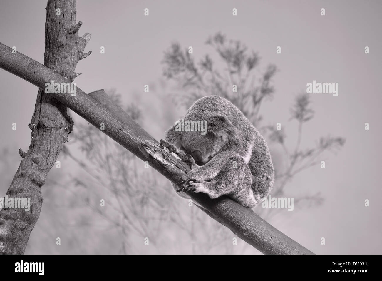 Schlafender Koalabär Stockfoto