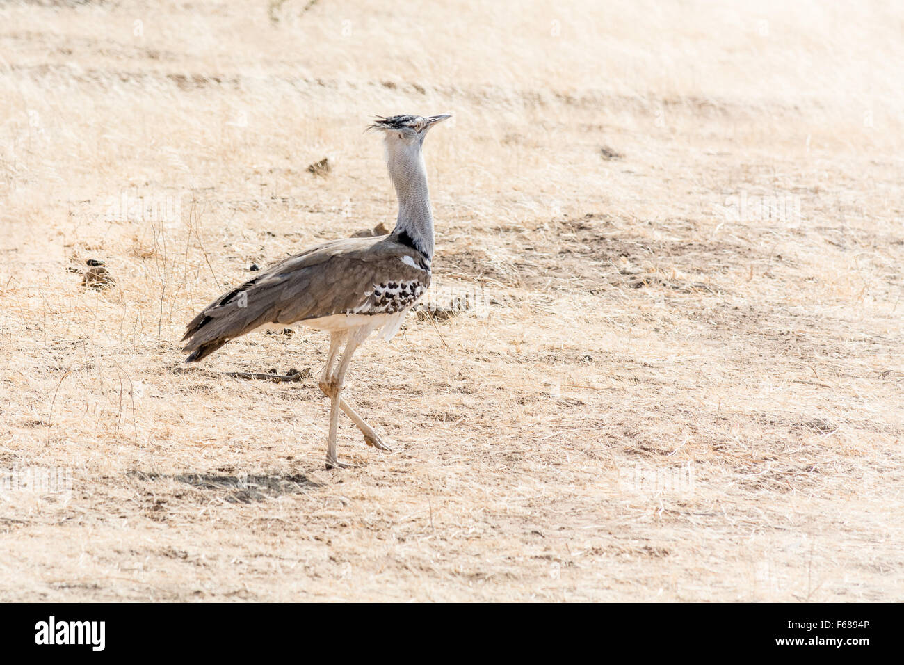 Der Sekretär Vogel zu Fuß in der afrikanischen Steppe. Er sieht ein wenig arrogant. Stockfoto