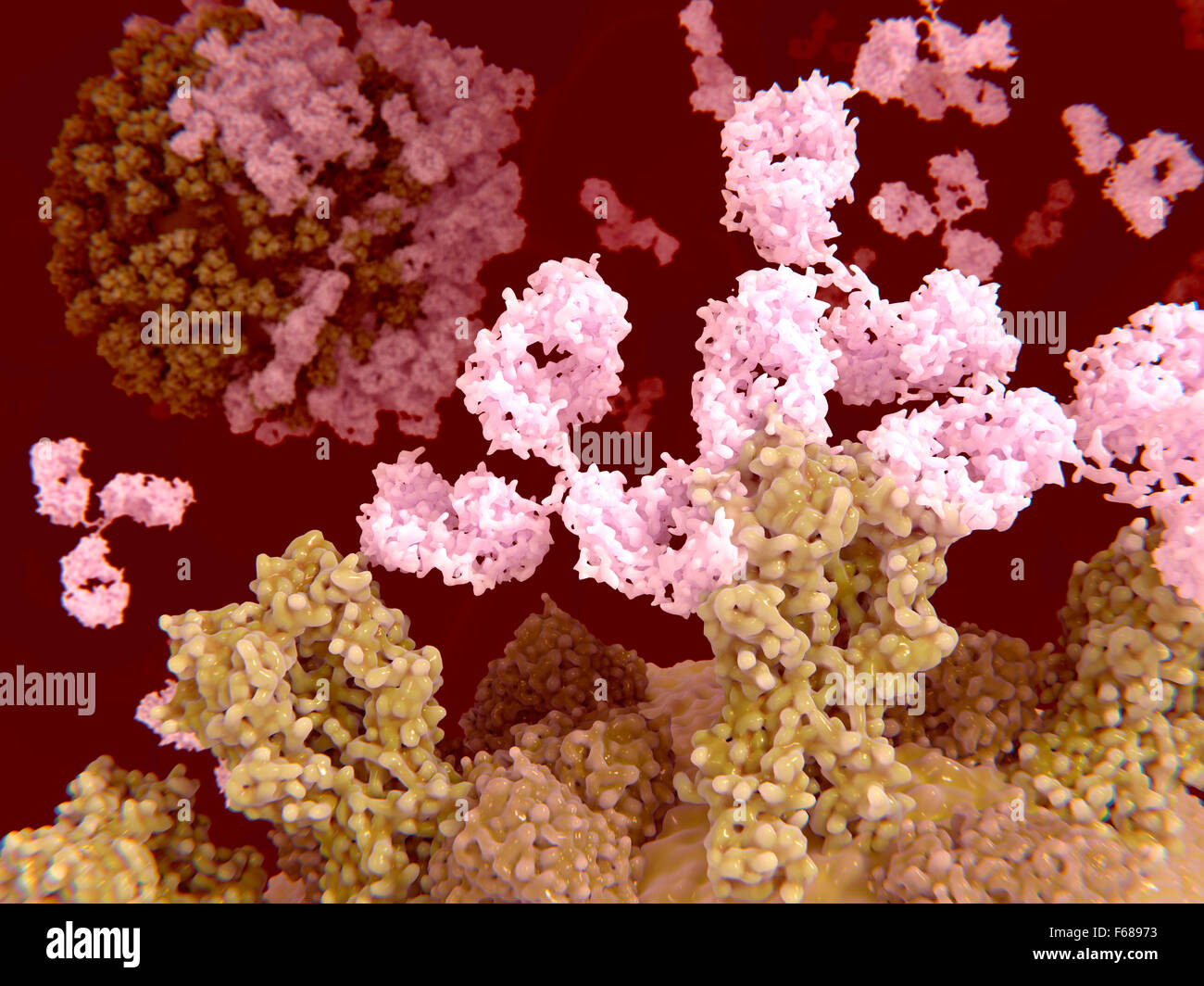 Abbildung von Antikörpern (blassrosa) Angriff auf Influenza-Viren, die die Antikörper an das Protein Hämagglutinin binden, Stockfoto