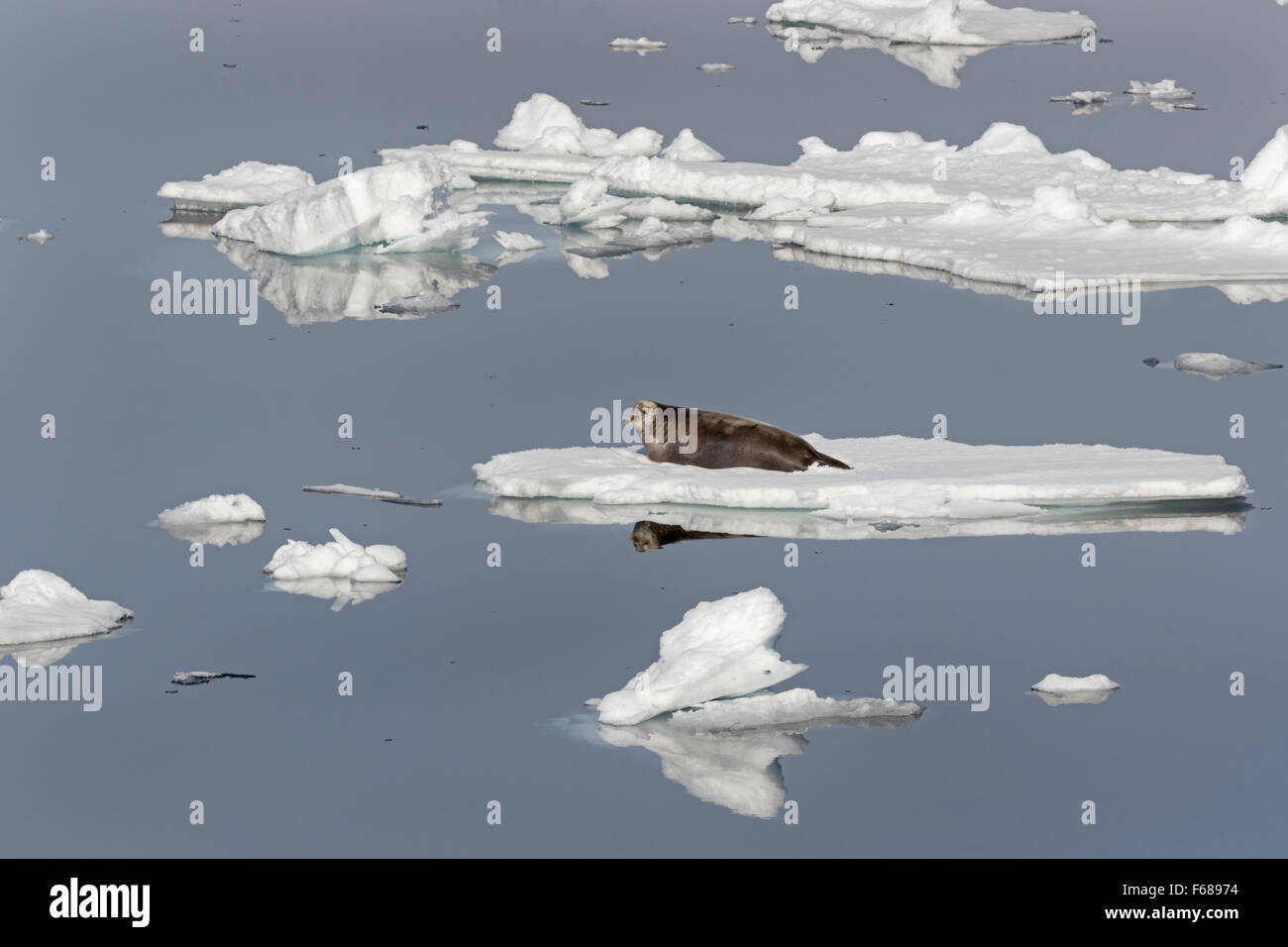 Bärtige Siegel oder Square Flipper Siegel auf einer Eisscholle, Spitzbergen, Norwegen, Europa / Erignathus Barbatus Stockfoto