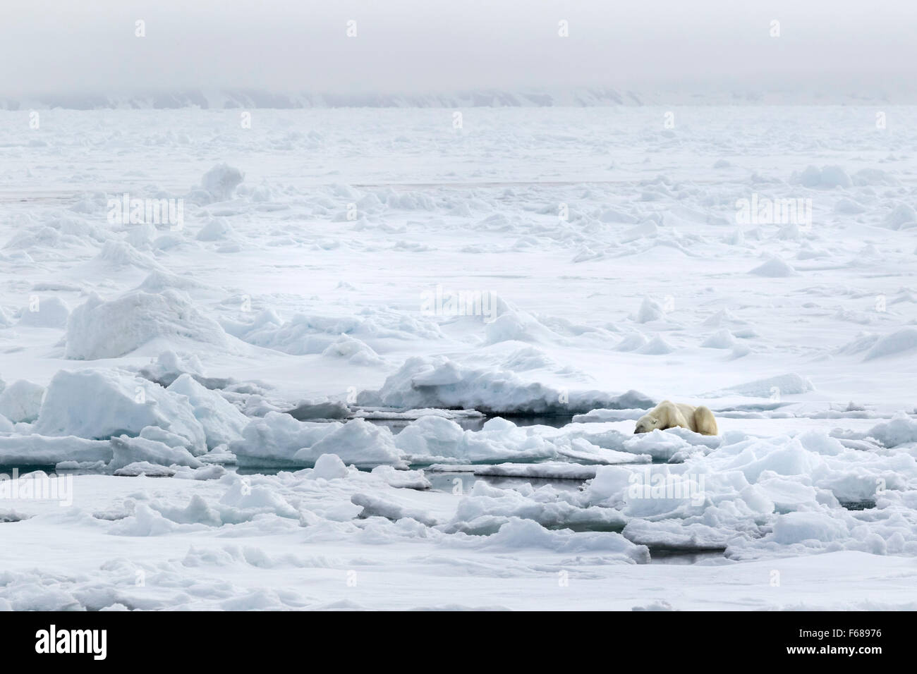 Eisbär auf Packeis, Spitzbergen, Norwegen / EuropeUrsus Maritimus Stockfoto