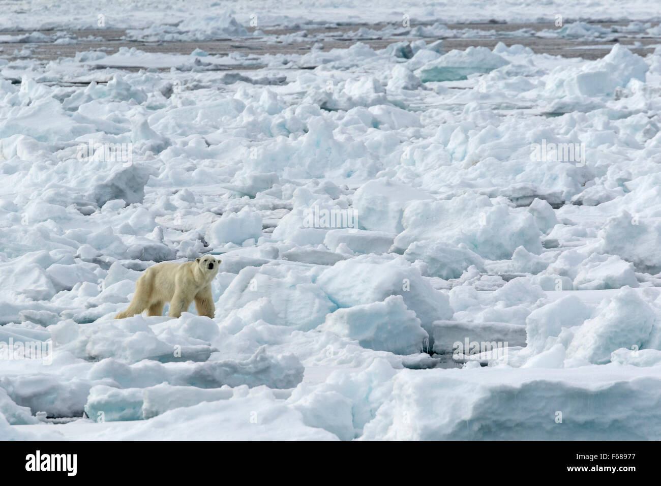 Eisbär auf Packeis, Spitzbergen, Norwegen / EuropeUrsus Maritimus Stockfoto