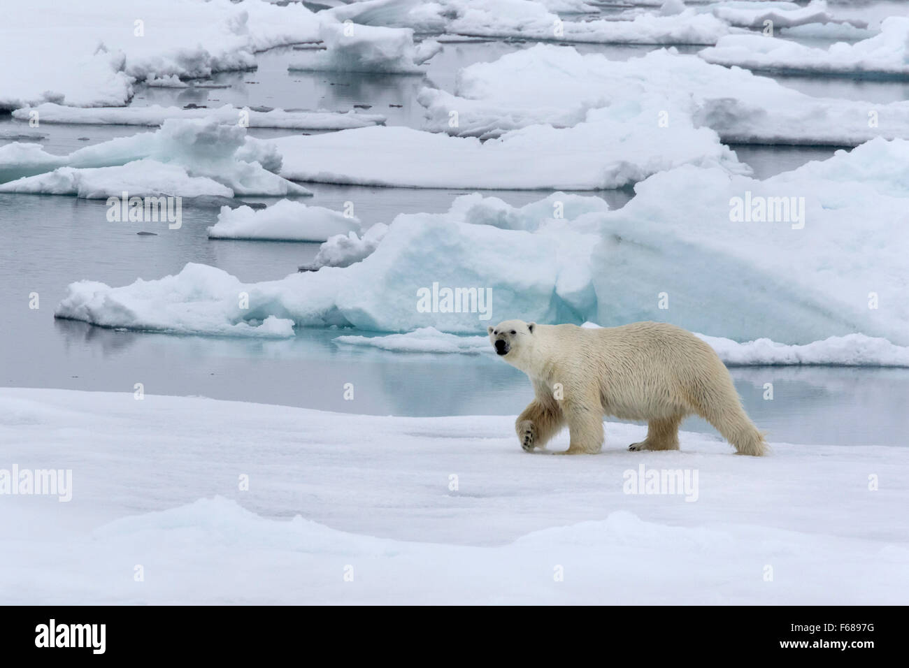 Eisbär auf Packeis, Spitzbergen, Norwegen / EuropeUrsus Maritimus Stockfoto