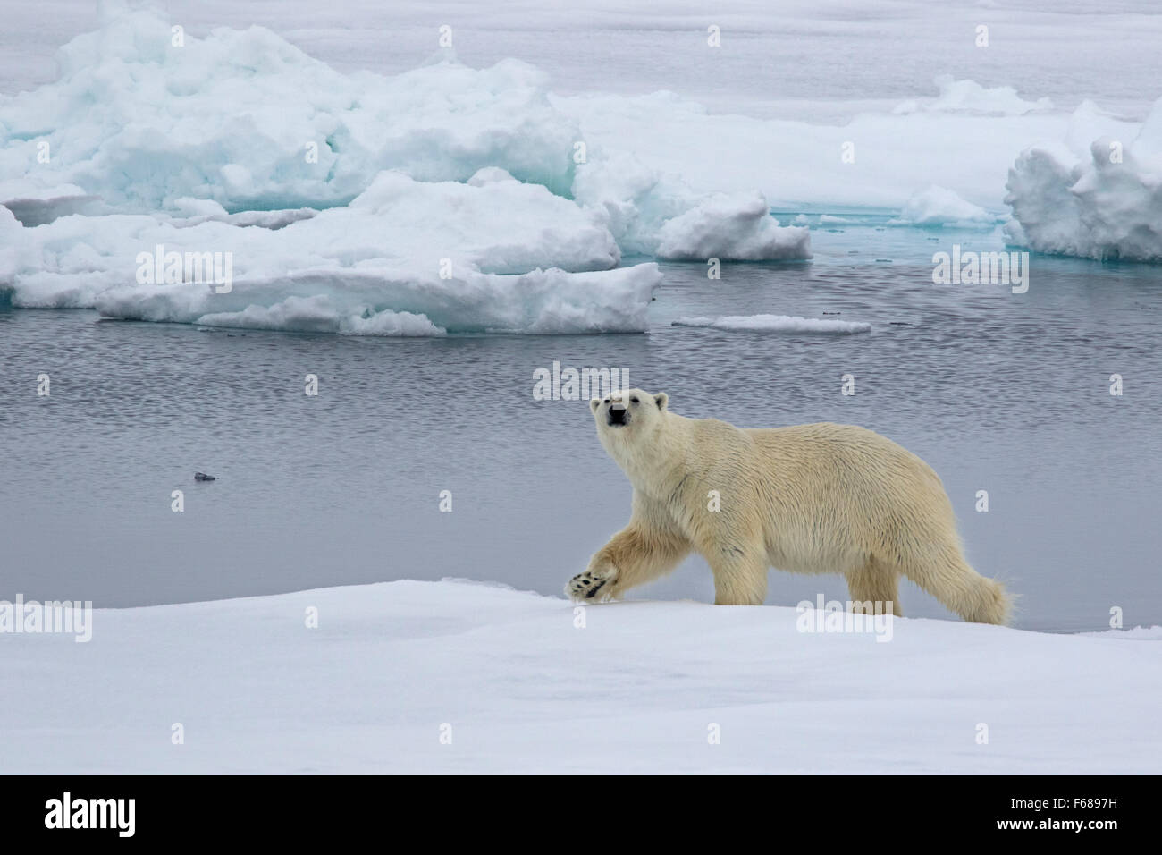 Eisbär auf Packeis, Spitzbergen, Norwegen / EuropeUrsus Maritimus Stockfoto