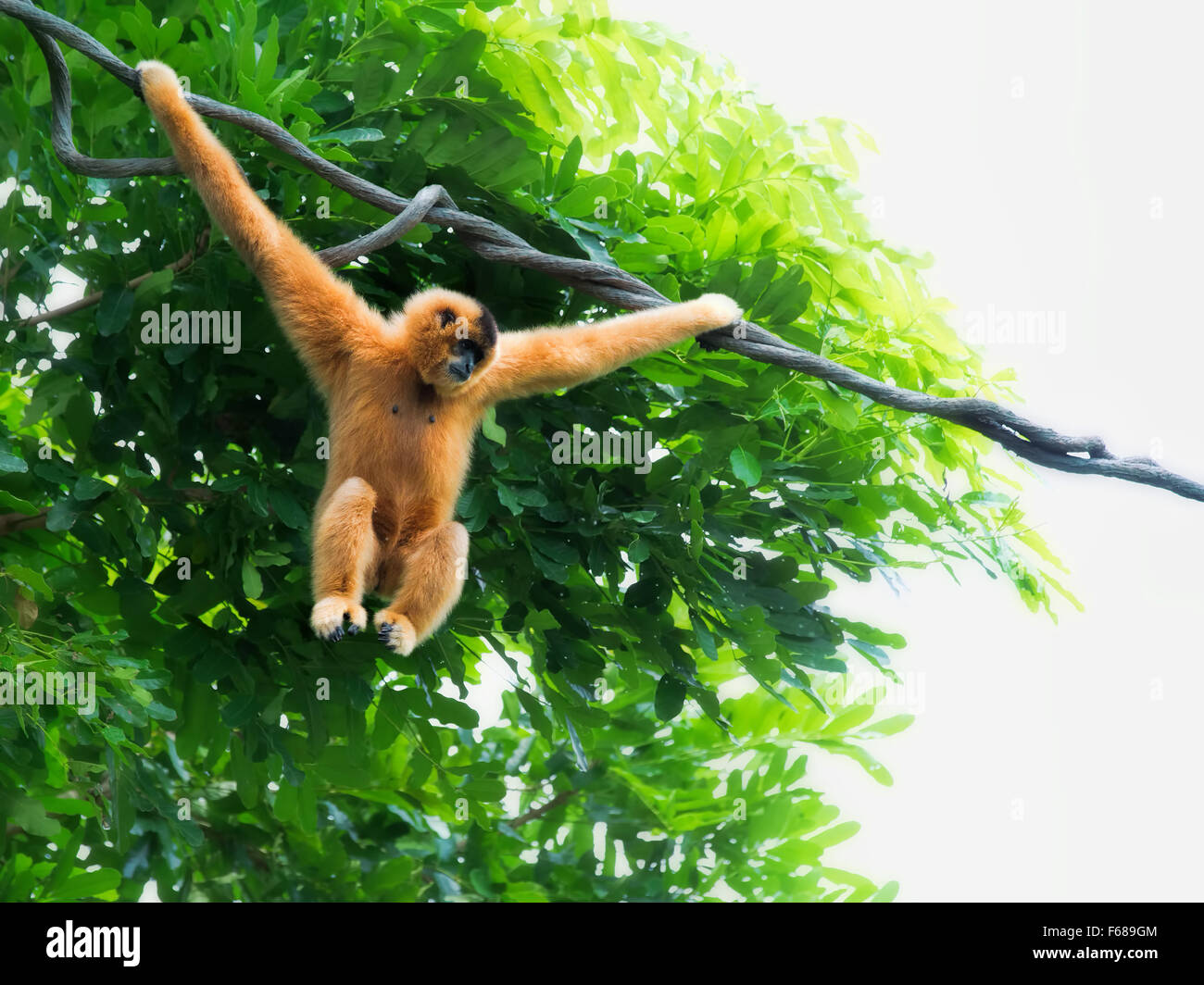 Gibbon Fotos und Bildmaterial in hoher Auflösung Alamy