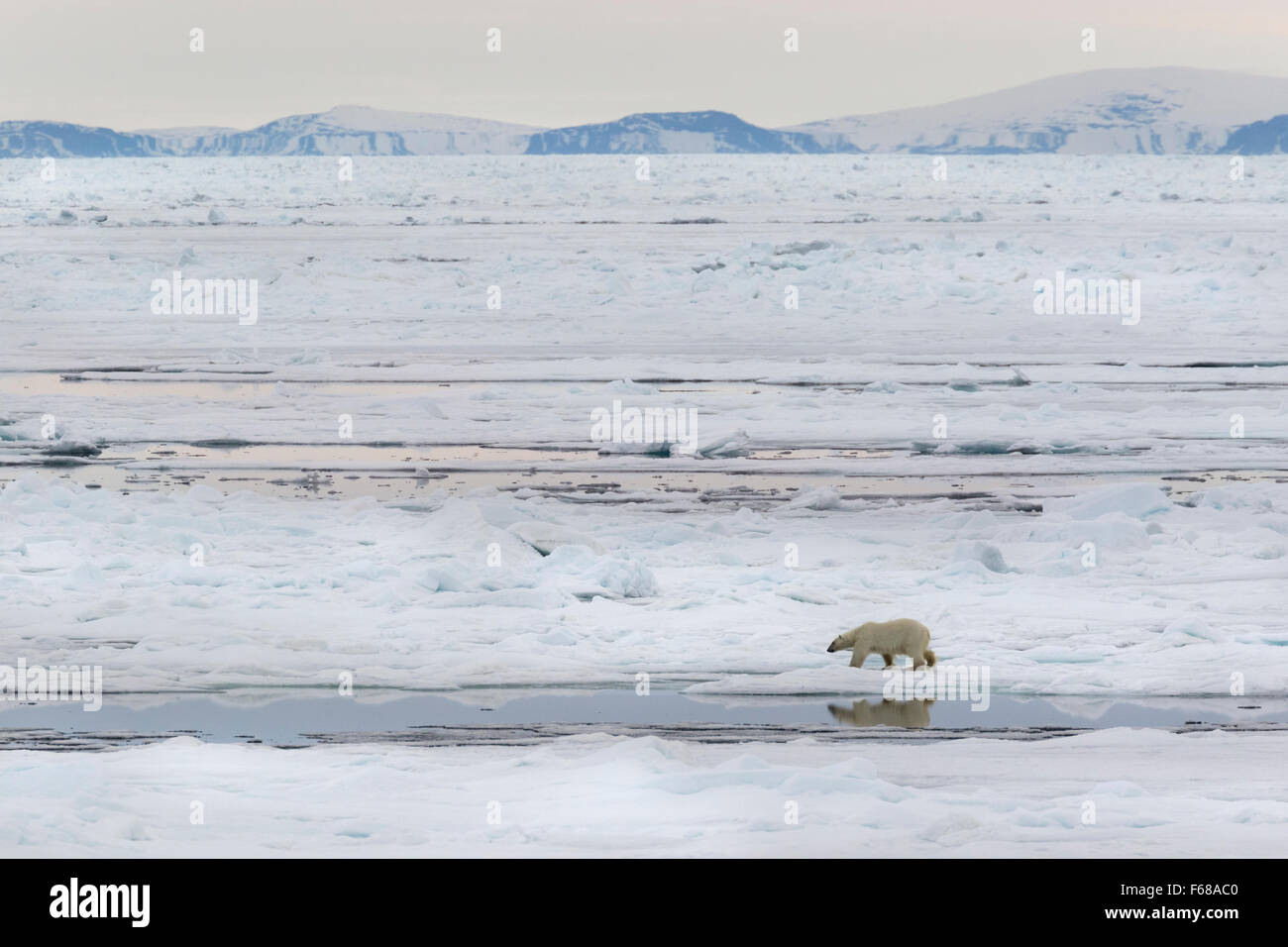 Eisbär auf Packeis, Spitzbergen, Norwegen / EuropeUrsus Maritimus Stockfoto