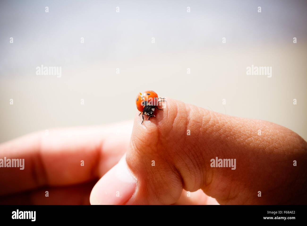 Ein Marienkäfer auf der einen Seite am Strand an einem sonnigen Tag Stockfoto