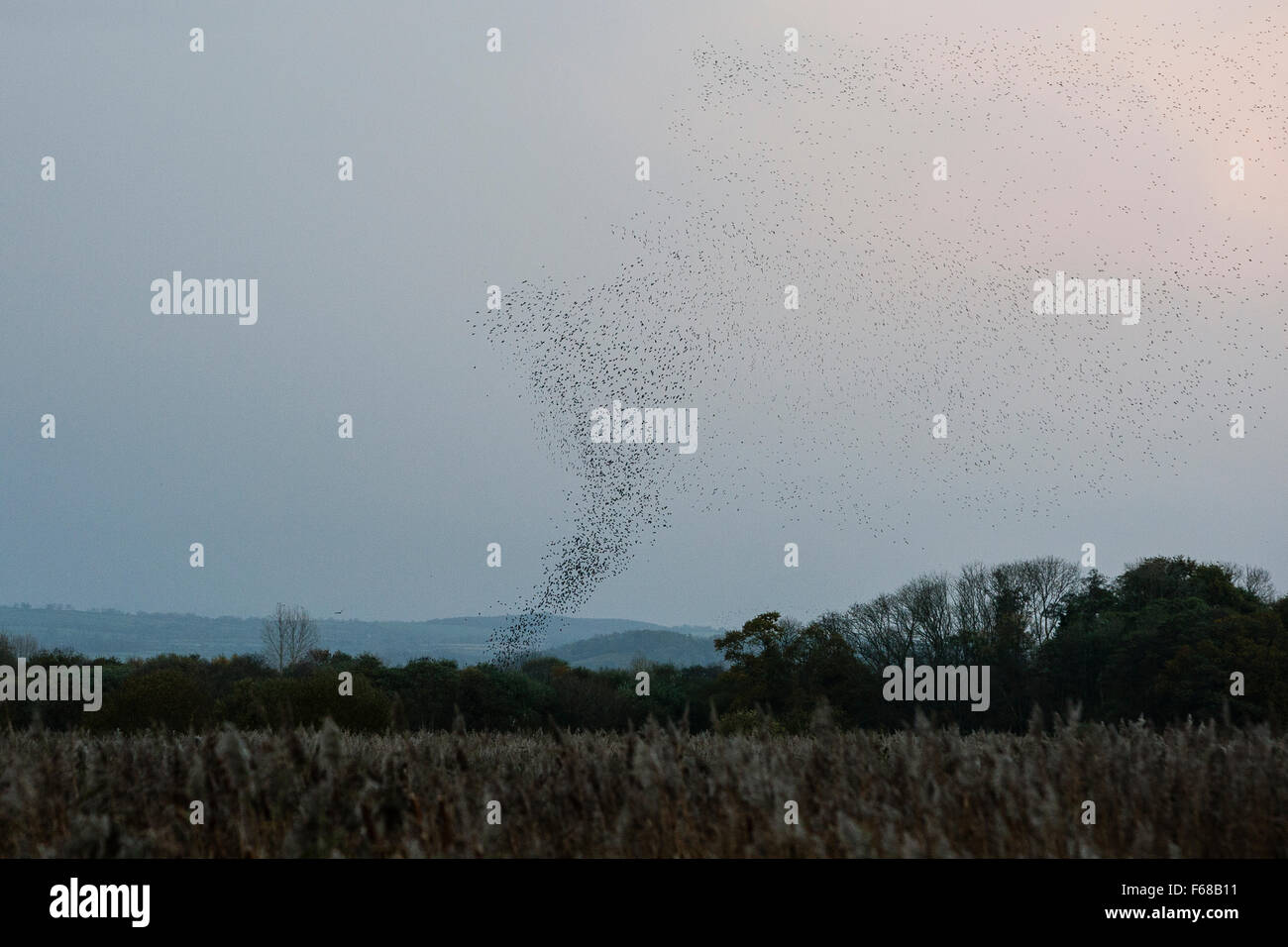 Somerset Levels, UK. 13. November 2015. Somerset-Ebenen, UK. Trichterförmige Starling Murmuration. Bildnachweis: Dave Stevenson/Alamy Live-Nachrichten Stockfoto