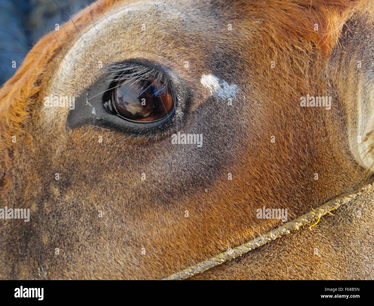 Nahaufnahme von Kuh-Auge Stockfoto