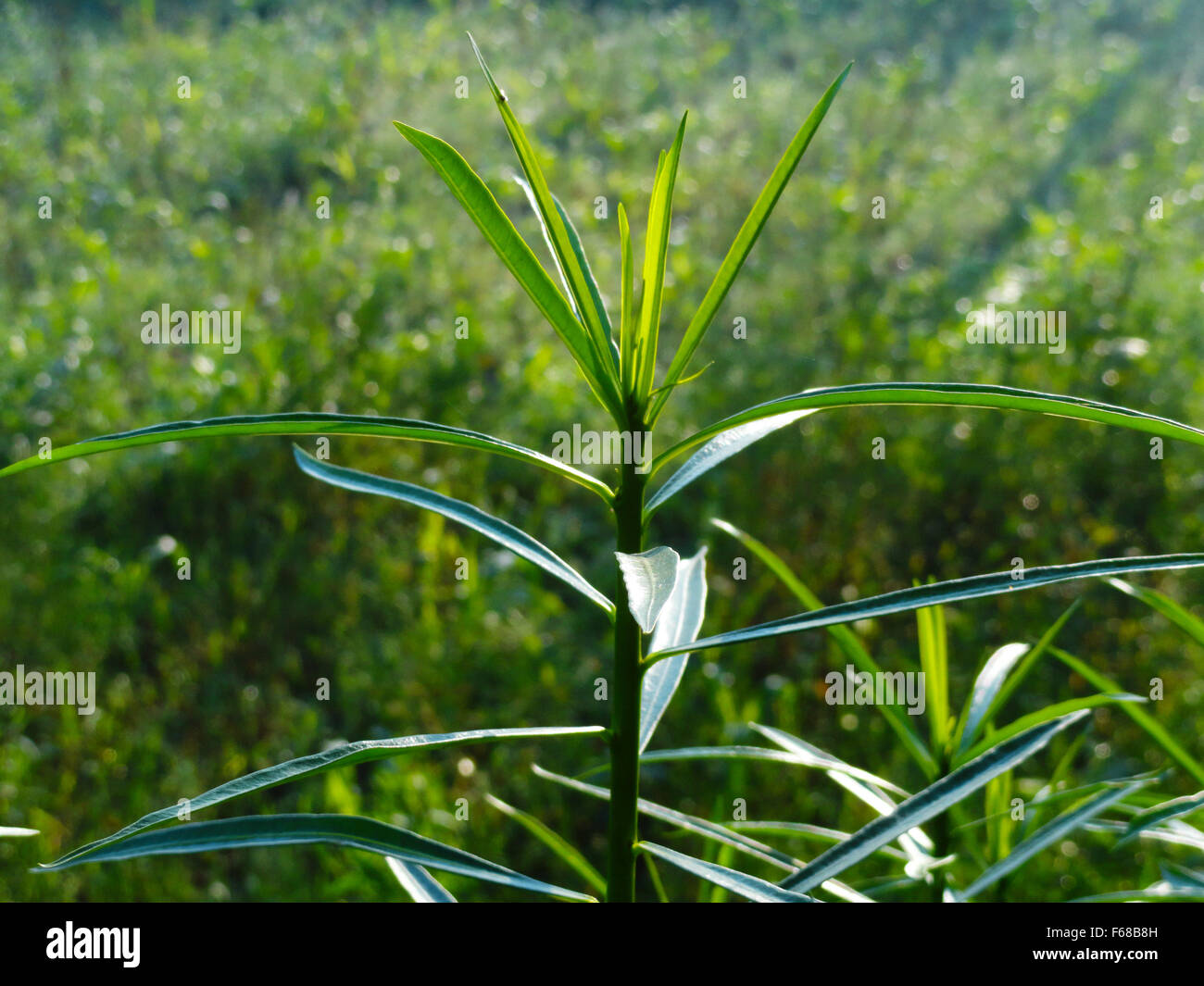 Kleine Pflanze Blätter Gras bedeckt Feld Stockfoto