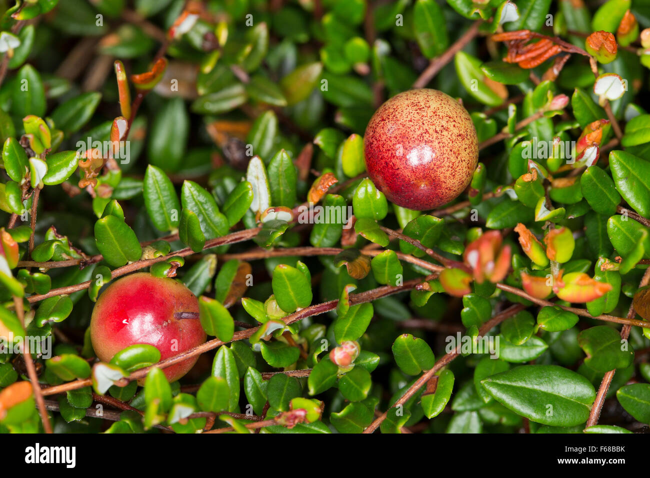 Wild Cranberry, kleine Cranberry, Cranberry Bog, Obst, Früchte, Vaccinium Oxycoccos, Oxycoccus Palustris, Moosbeere, Moos-Bier Stockfoto