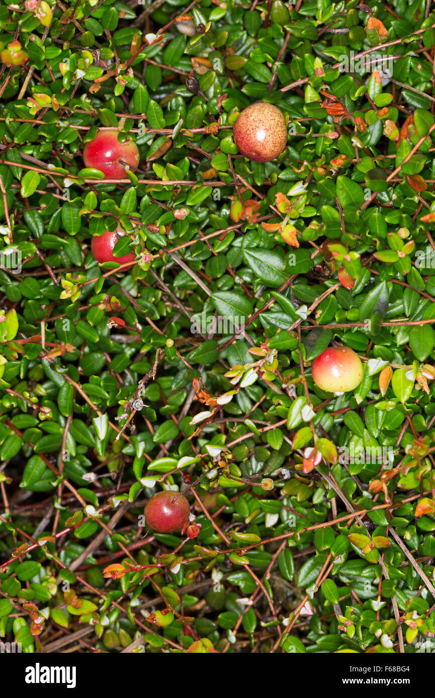 Wild Cranberry, kleine Cranberry, Cranberry Bog, Obst, Früchte, Vaccinium Oxycoccos, Oxycoccus Palustris, Moosbeere, Moos-Bier Stockfoto