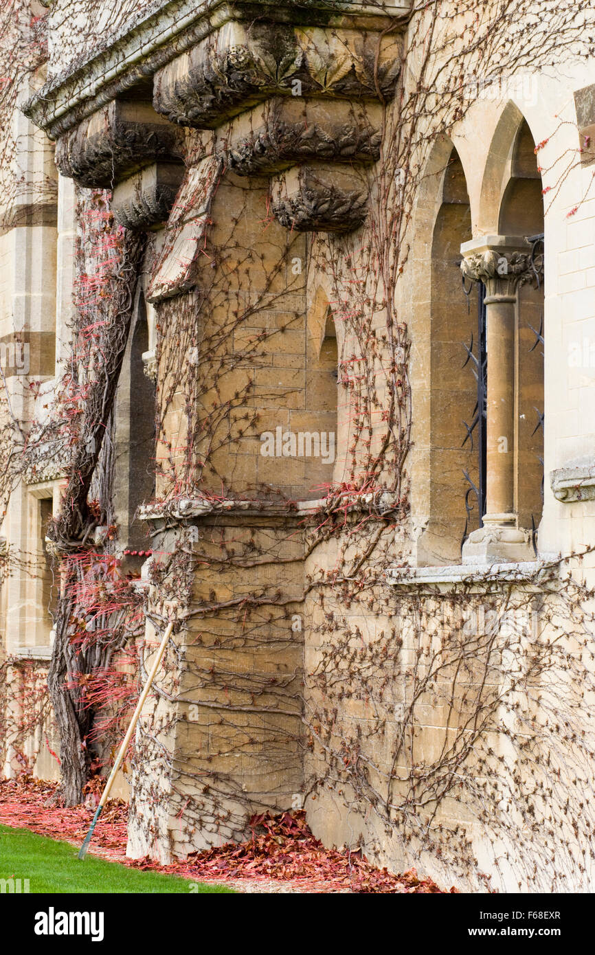 Efeu Klettern im Herbst auf der Wiese Gebäude, Christ Church, Oxford Stockfoto
